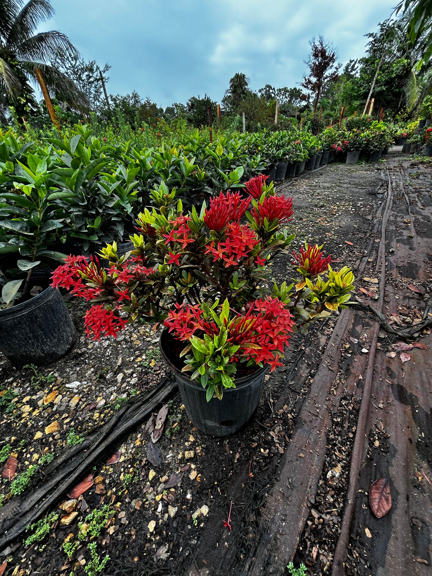 Dwarf Ixora