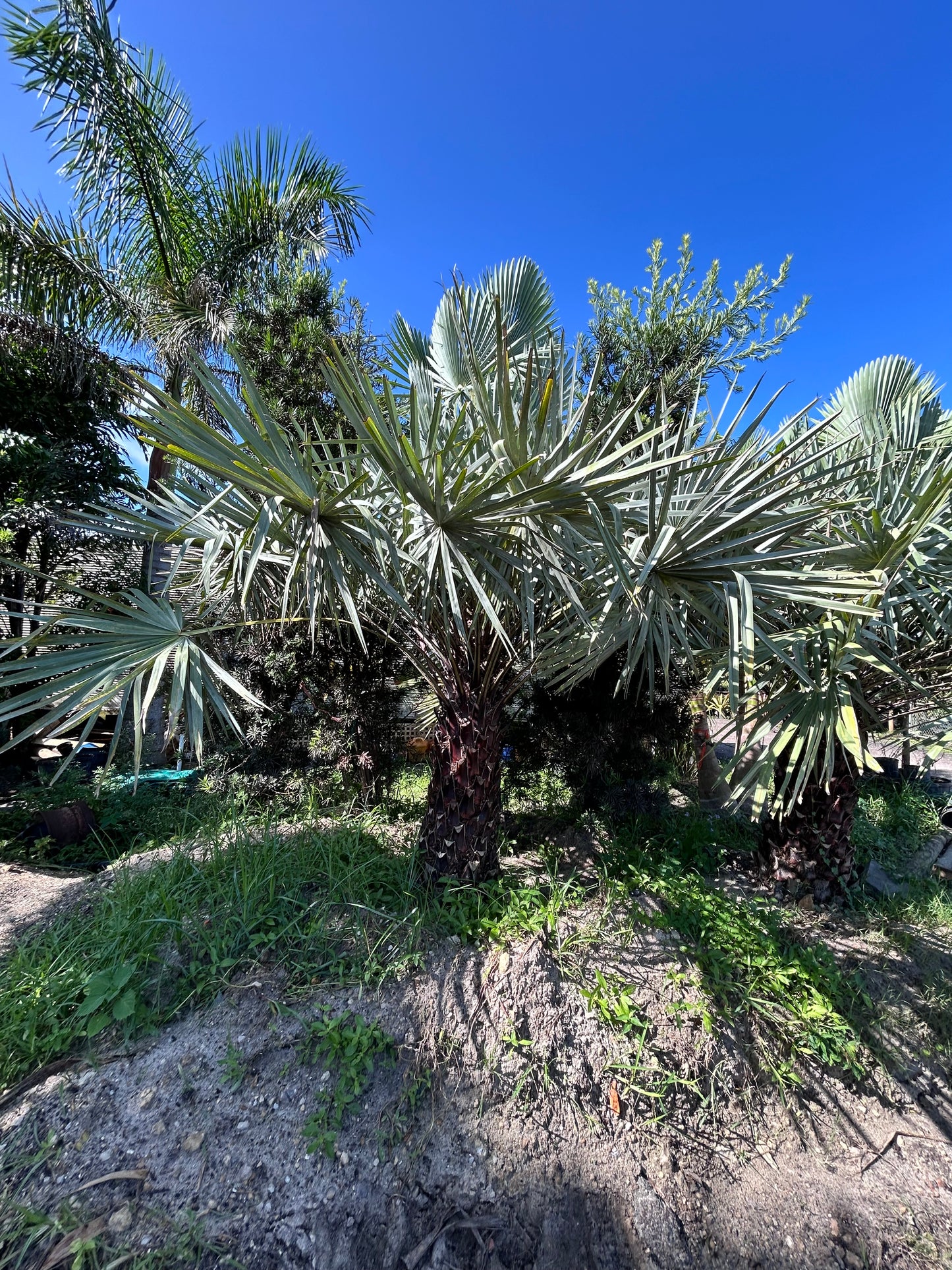 Copernicia Alba