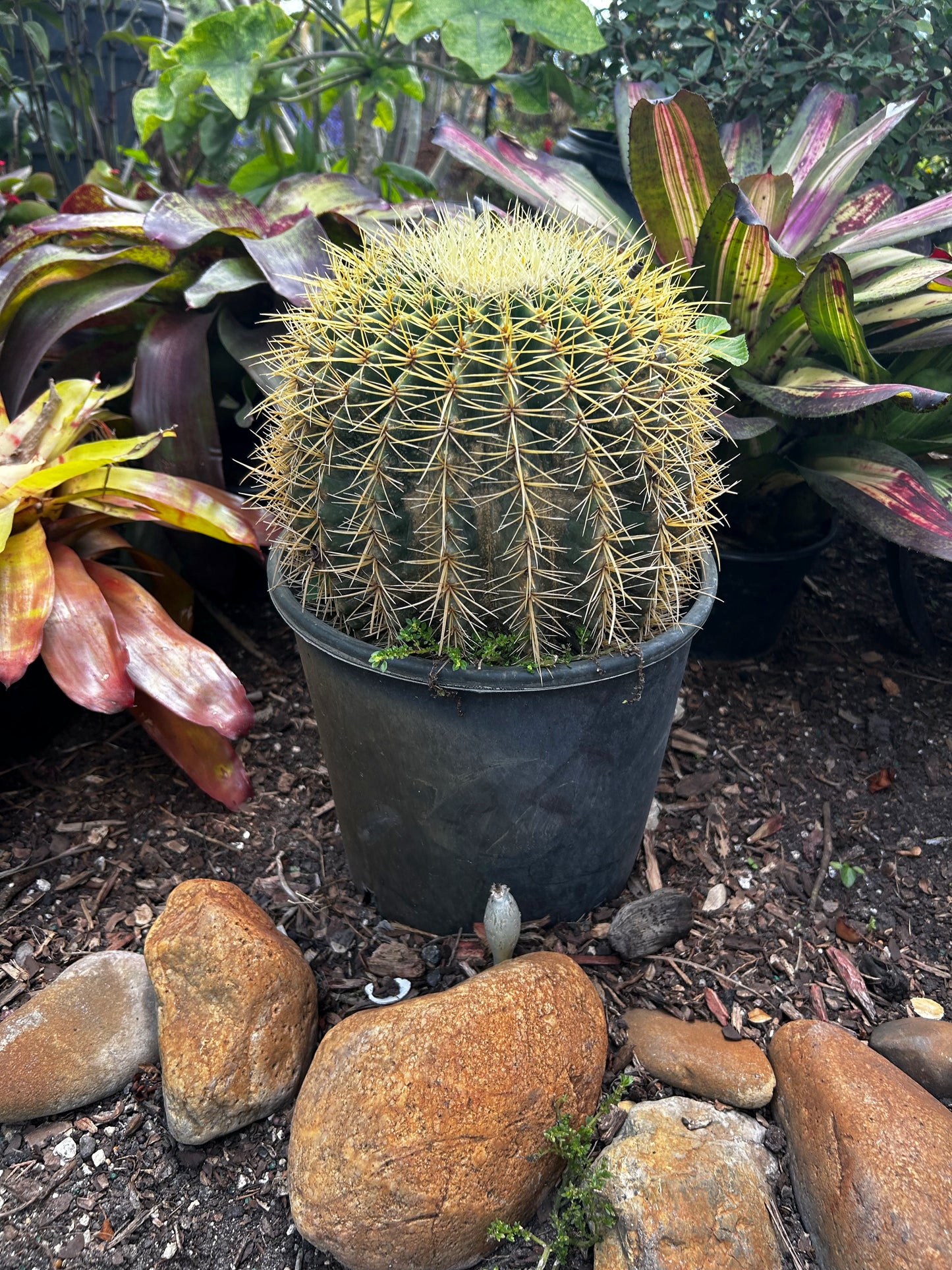 Golden Barrel Cactus