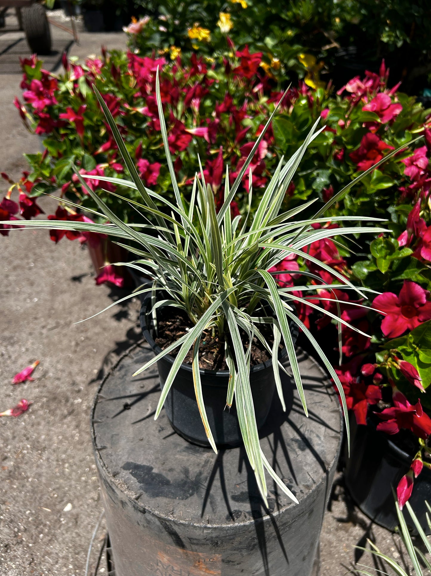 Aztec Grass