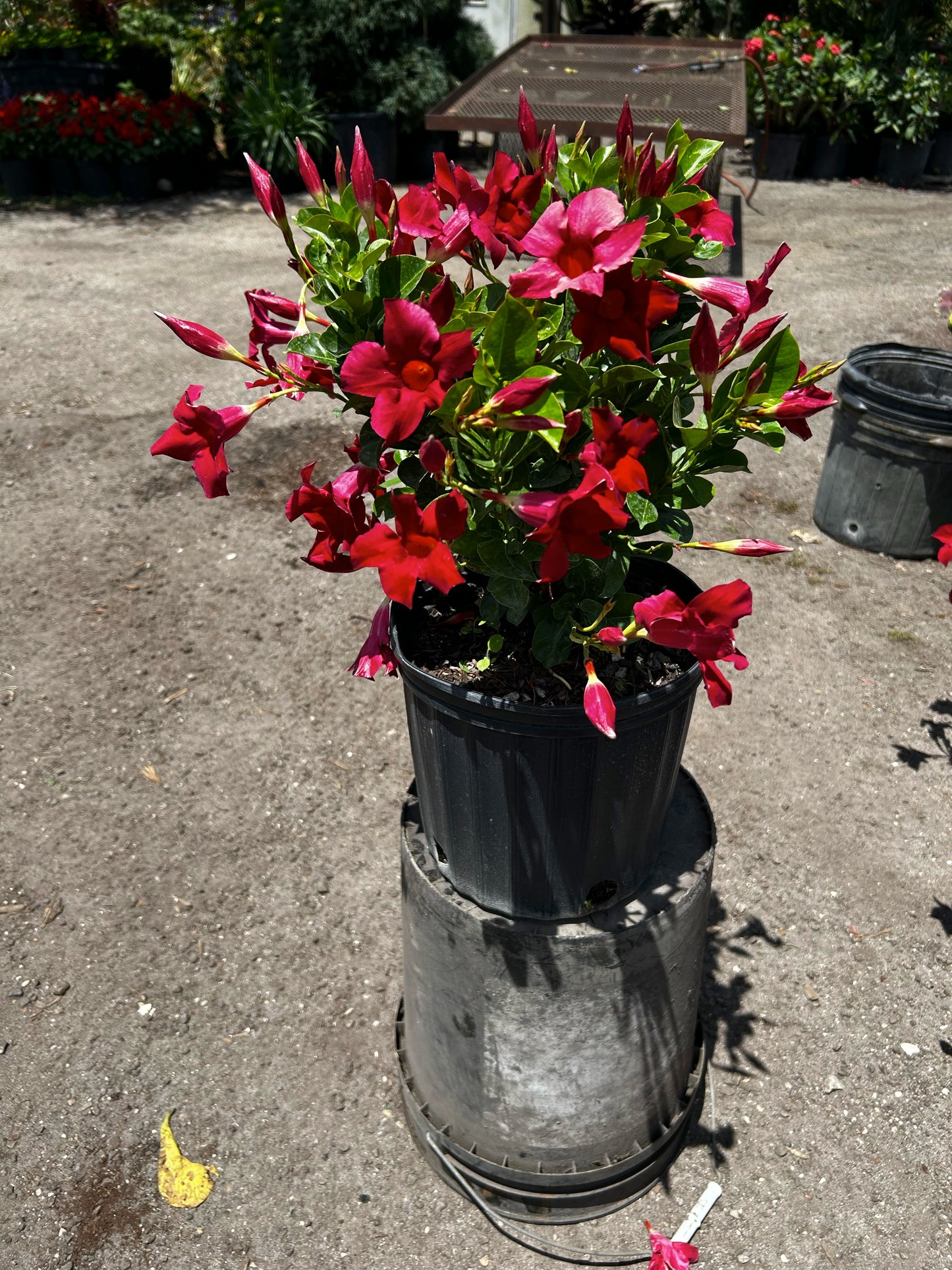 Dipladenia