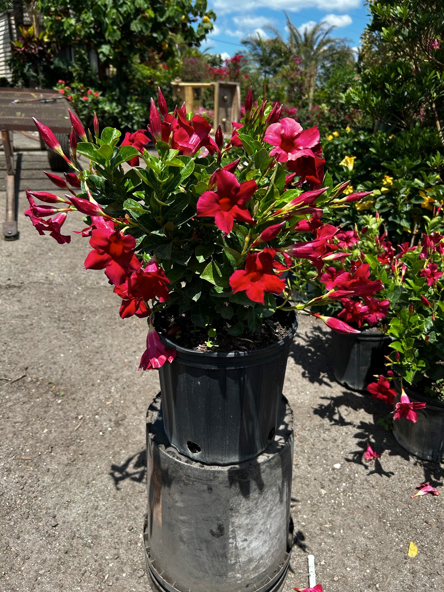 Dipladenia