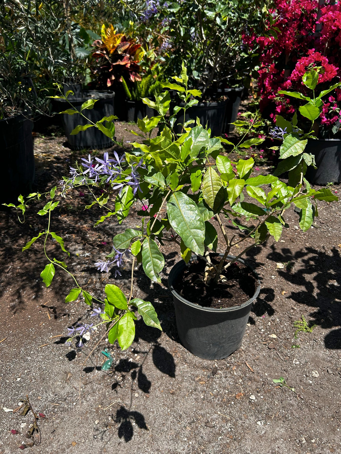 Petrea Vine/Queen Wreath/Sandpaper Vine