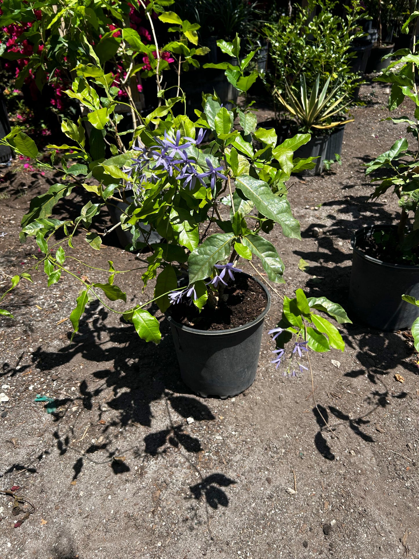 Petrea Vine/Queen Wreath/Sandpaper Vine