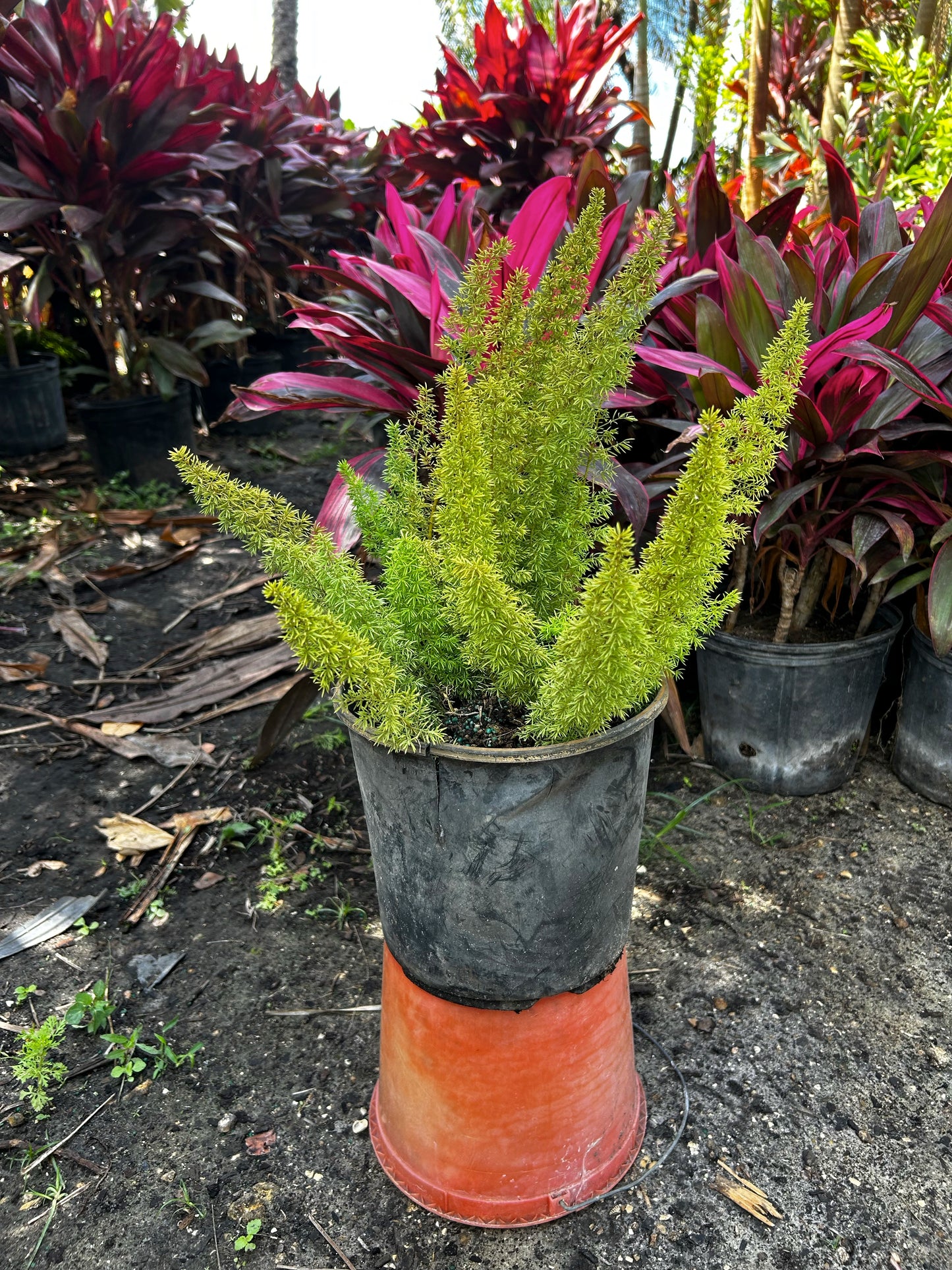Foxtail Fern