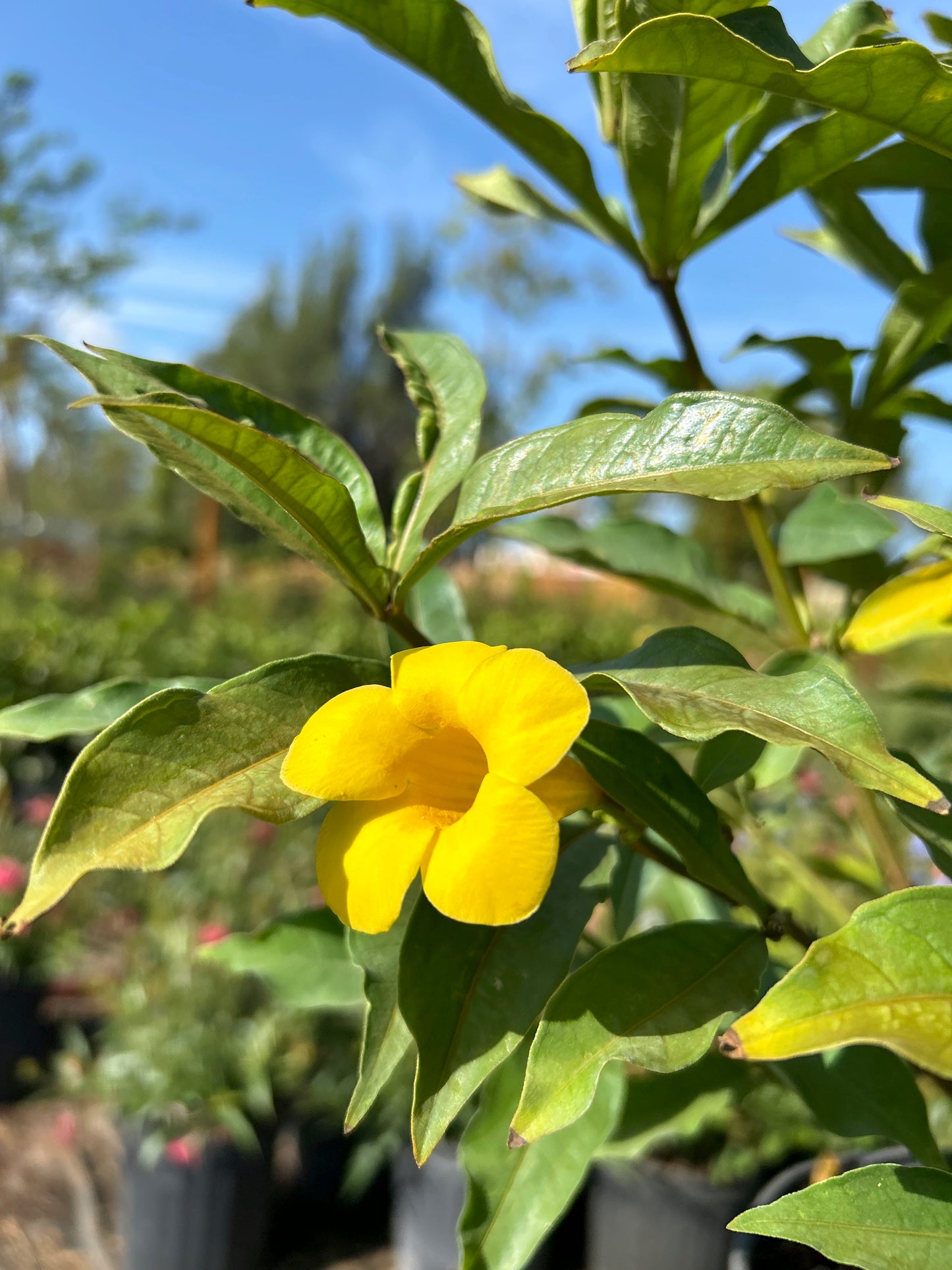 Dwarf Allamanda