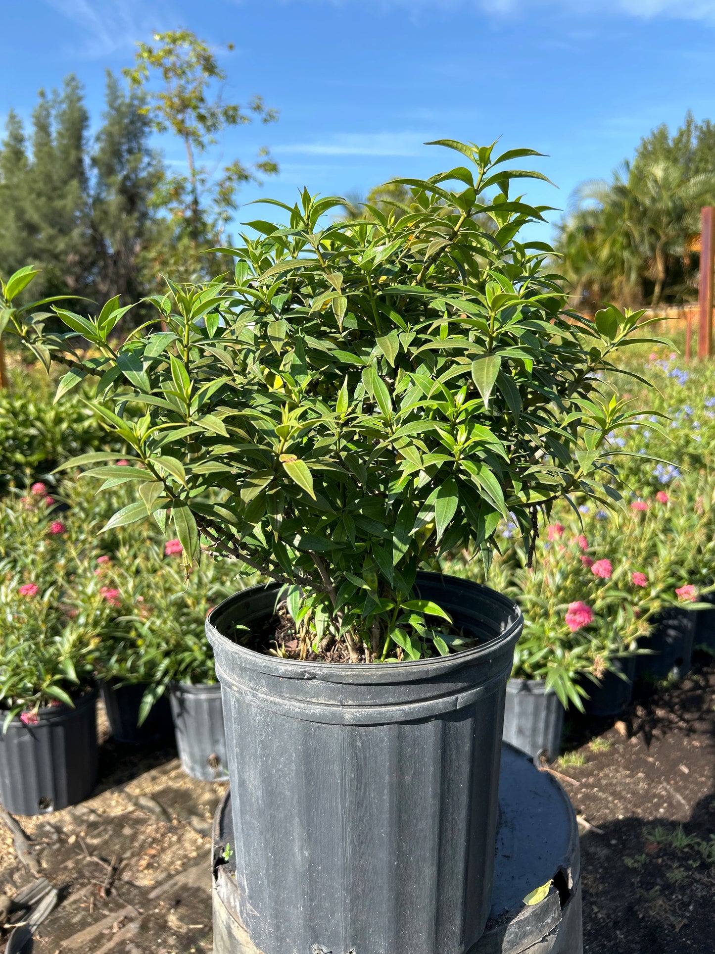 Dwarf Allamanda