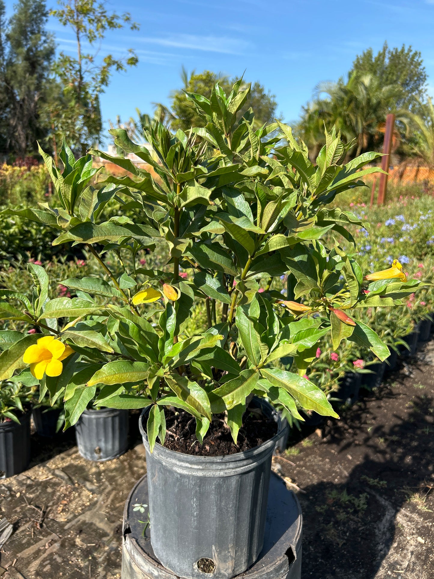 Dwarf Allamanda