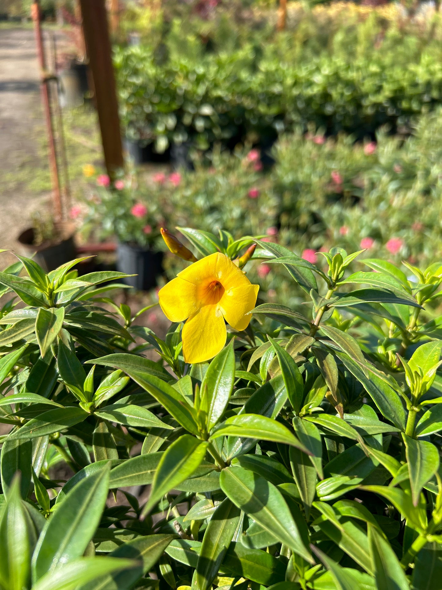 Dwarf Allamanda