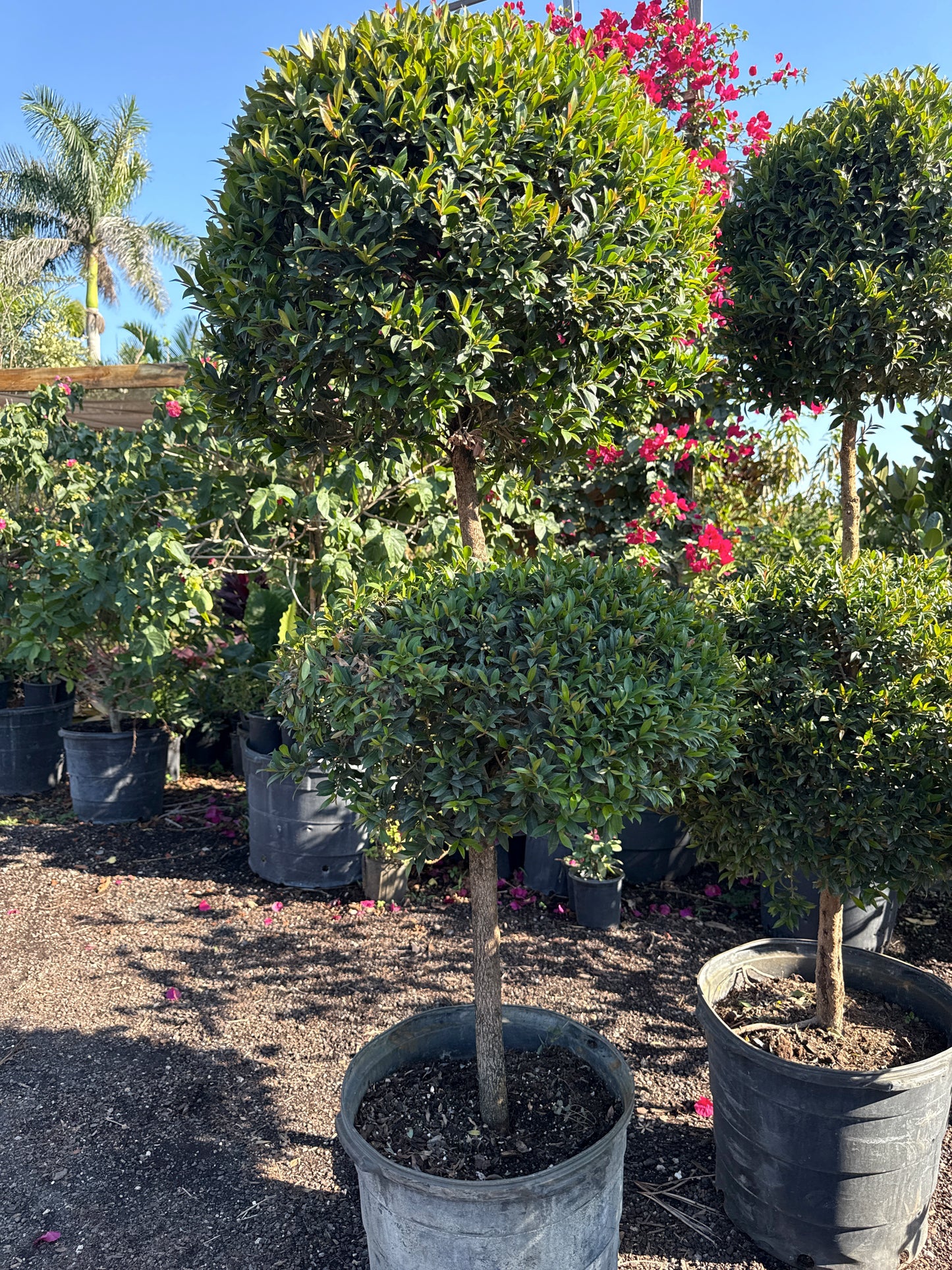 2-Ball Topiary