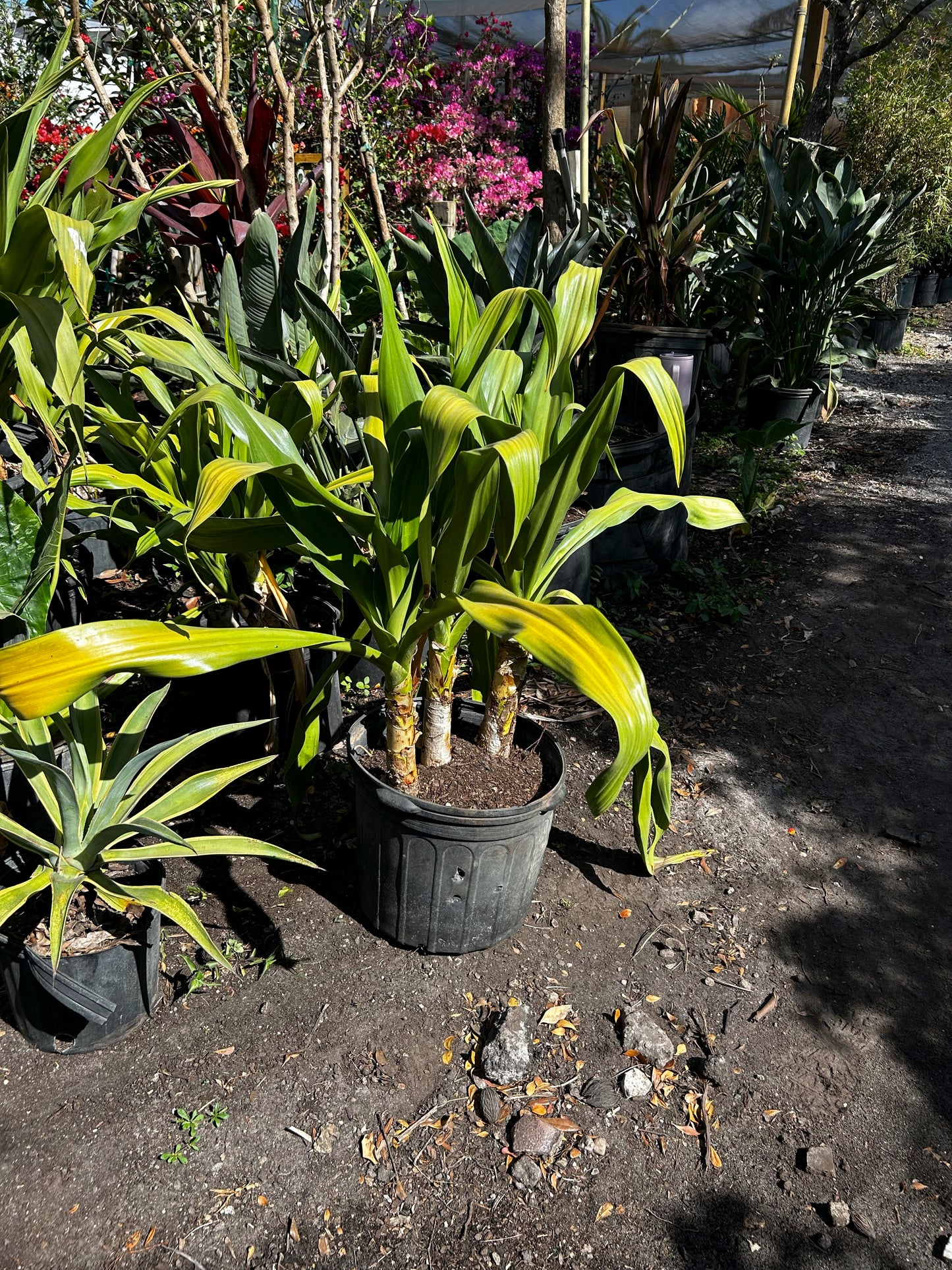 Giant Crinum Lily