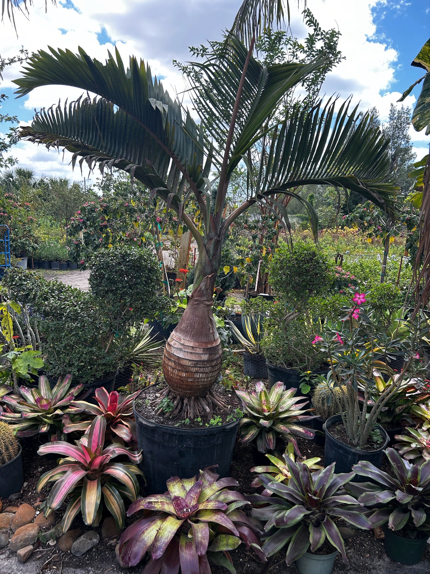 Bottle Palm (Hyophorbe lagenicaulis)