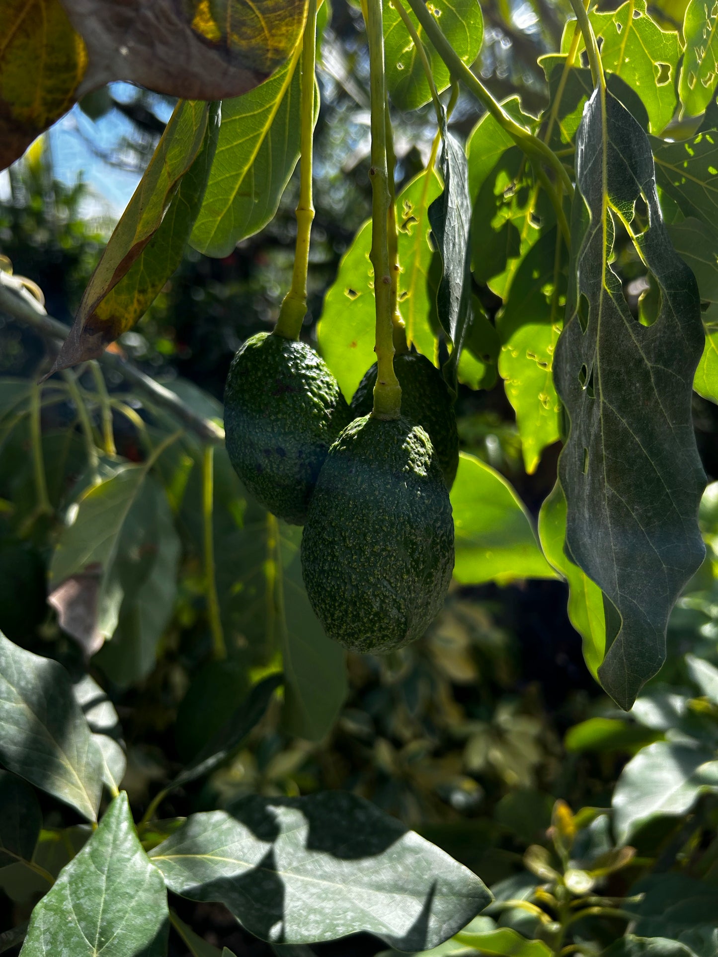 Avocado Tree