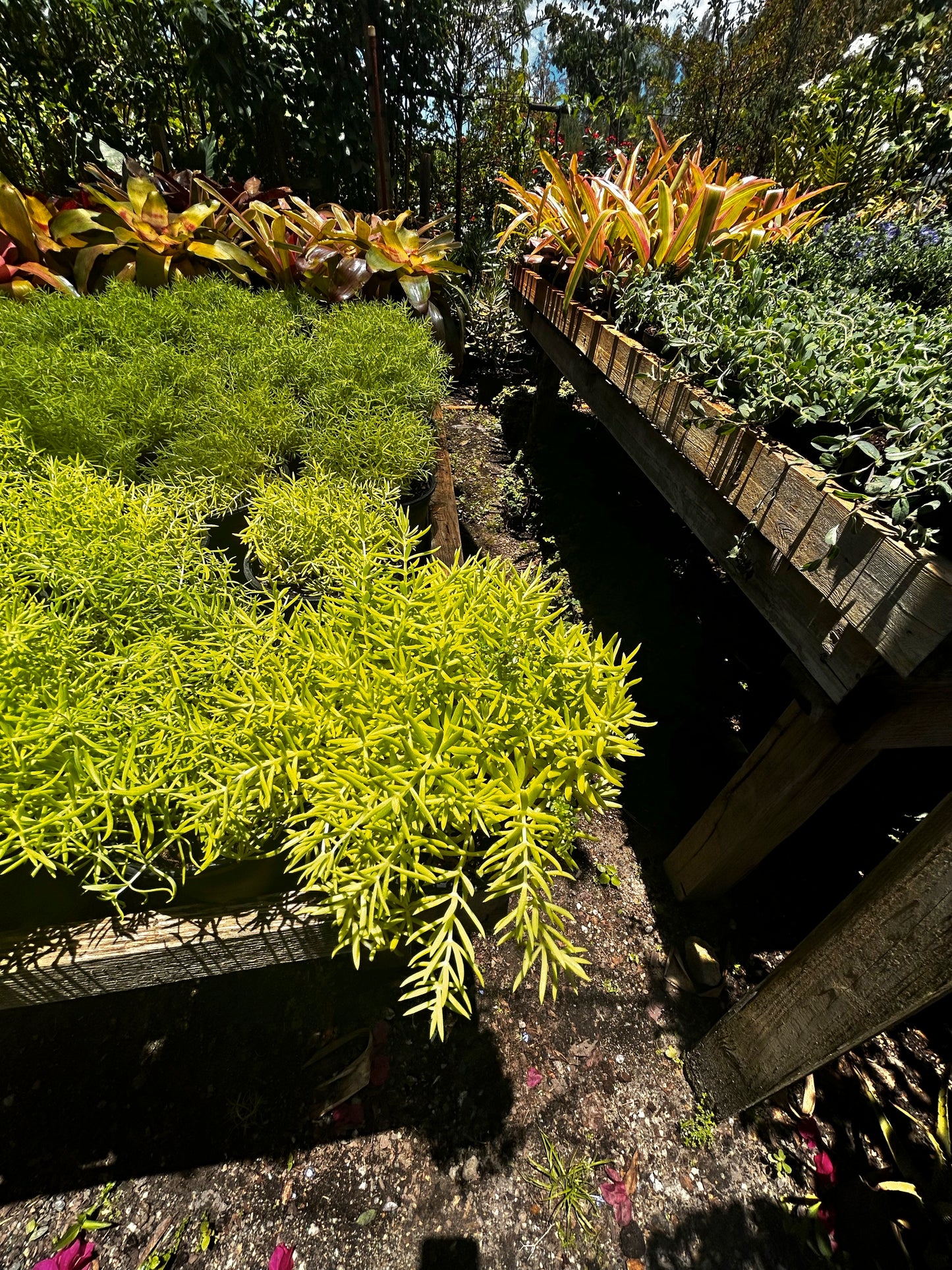Sedum (Stonecrop)