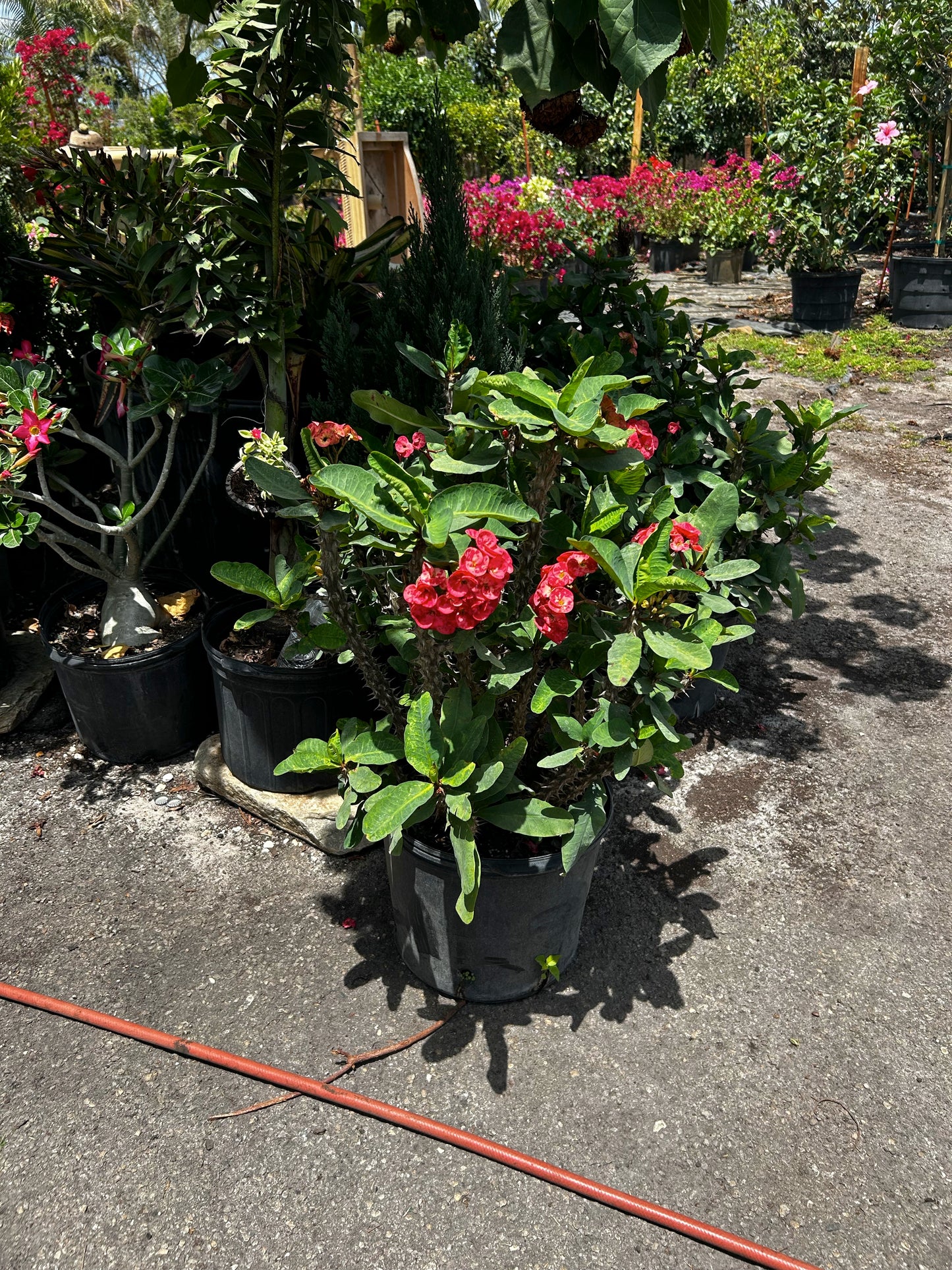 Crown of Thorns ‘Big Rose’
