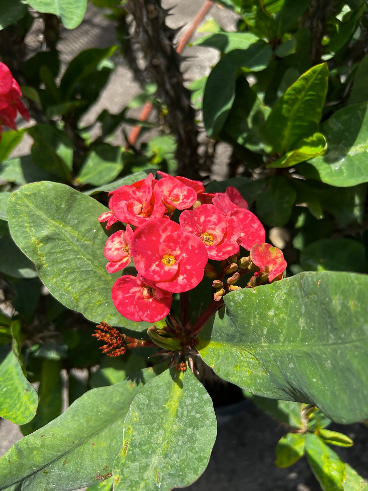 Crown of Thorns ‘Big Rose’