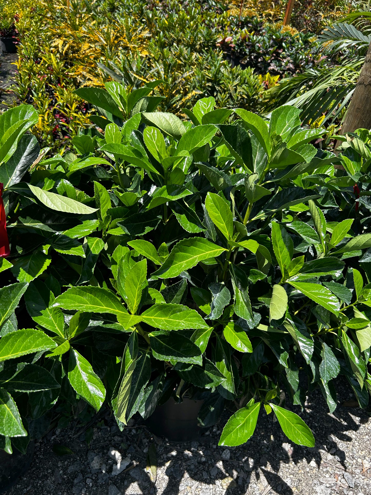 Awabuki Viburnum