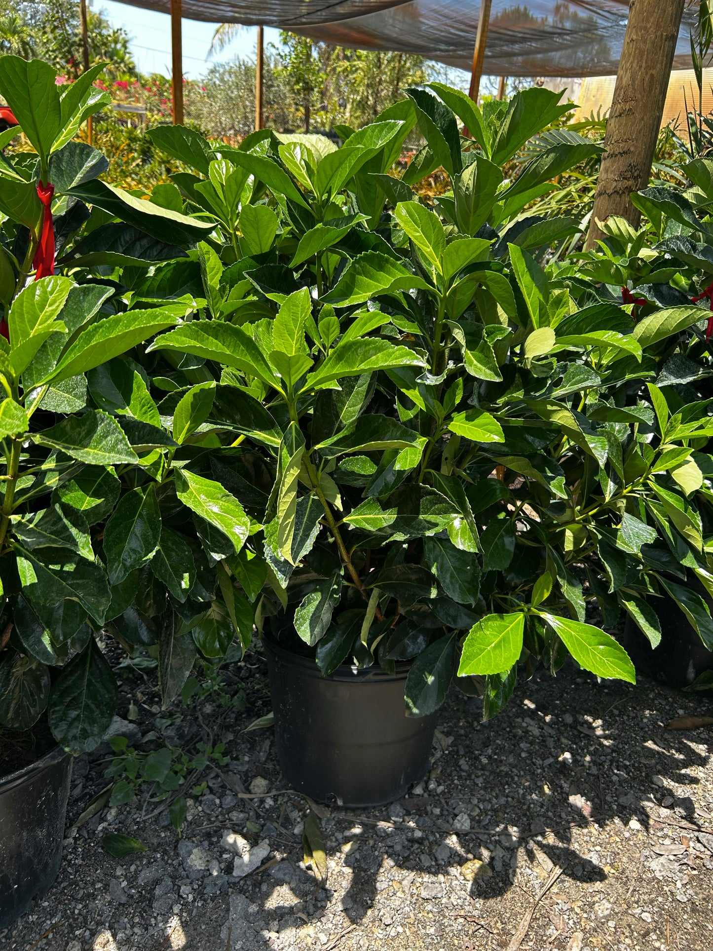 Awabuki Viburnum