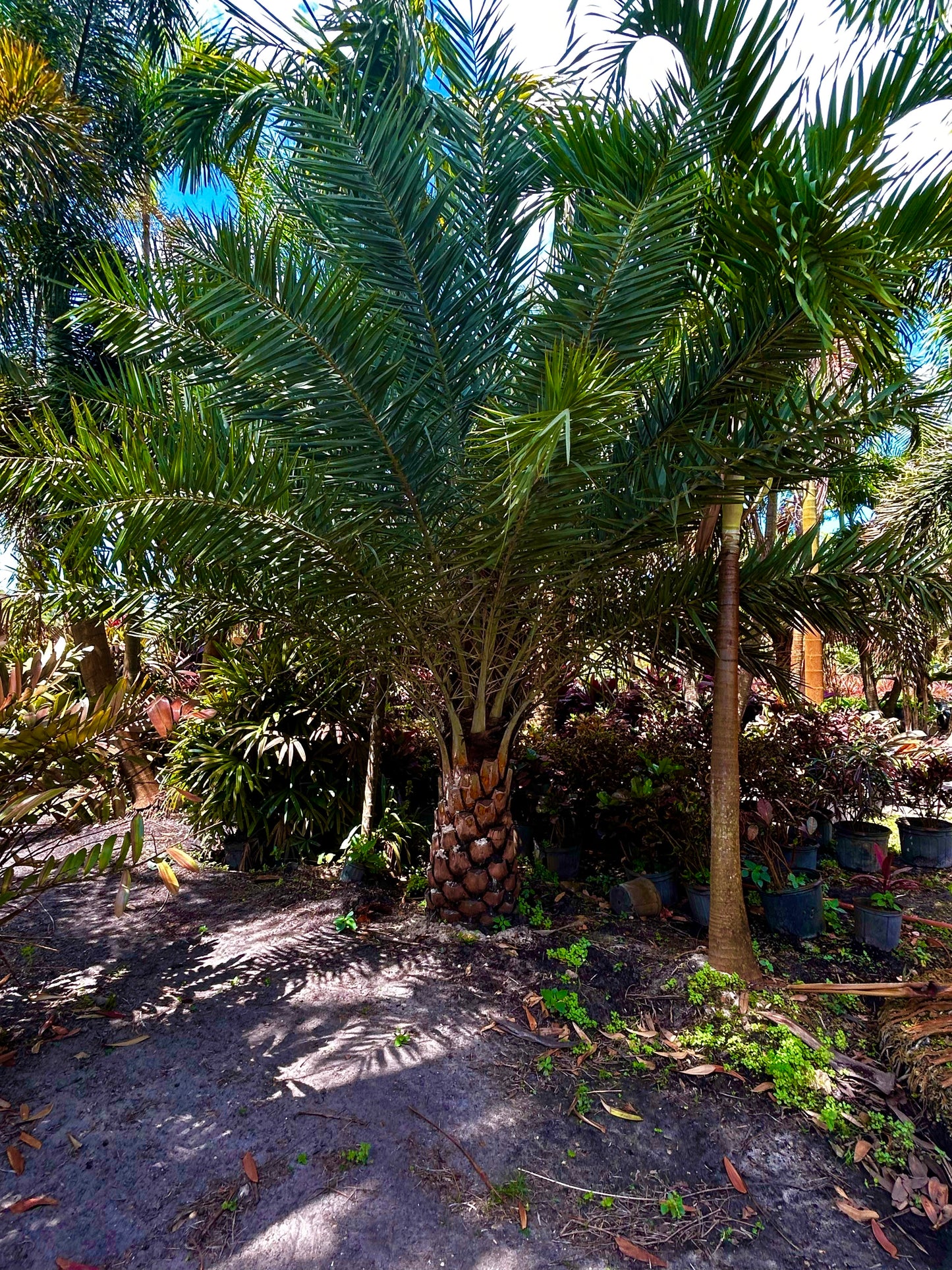 Sylvester Date Palm