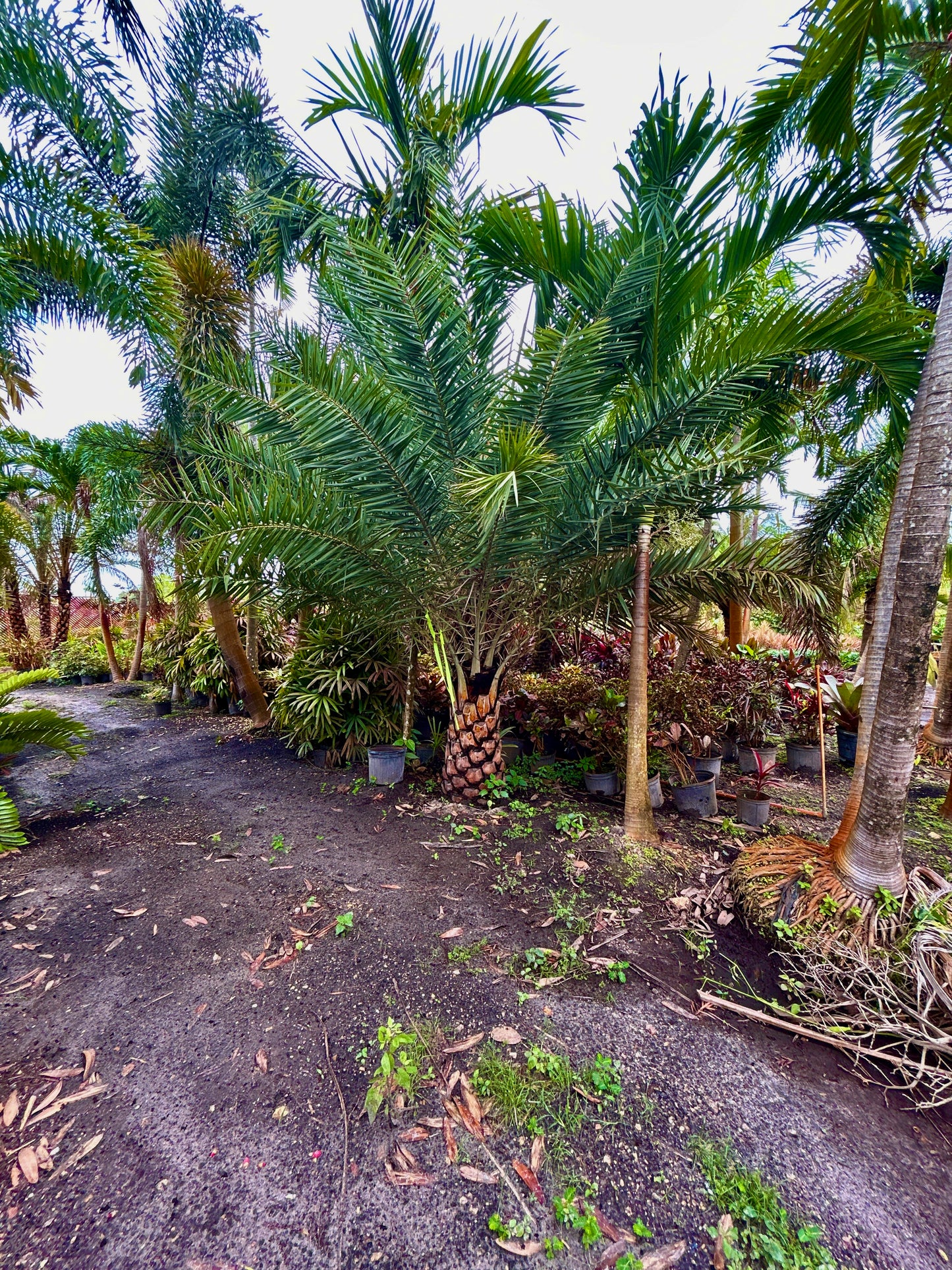 Sylvester Date Palm