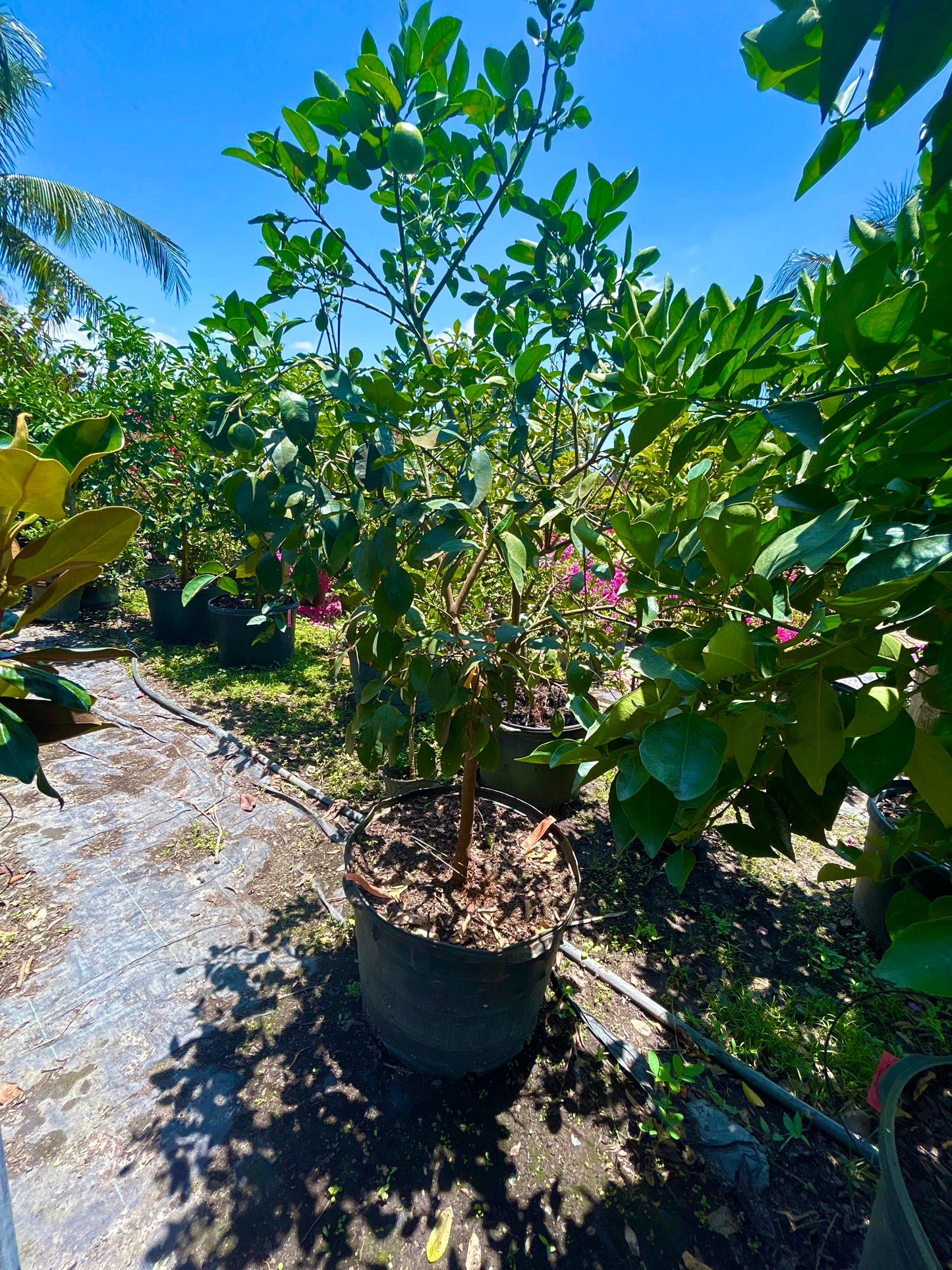 Ruby Red Grapefruit Tree