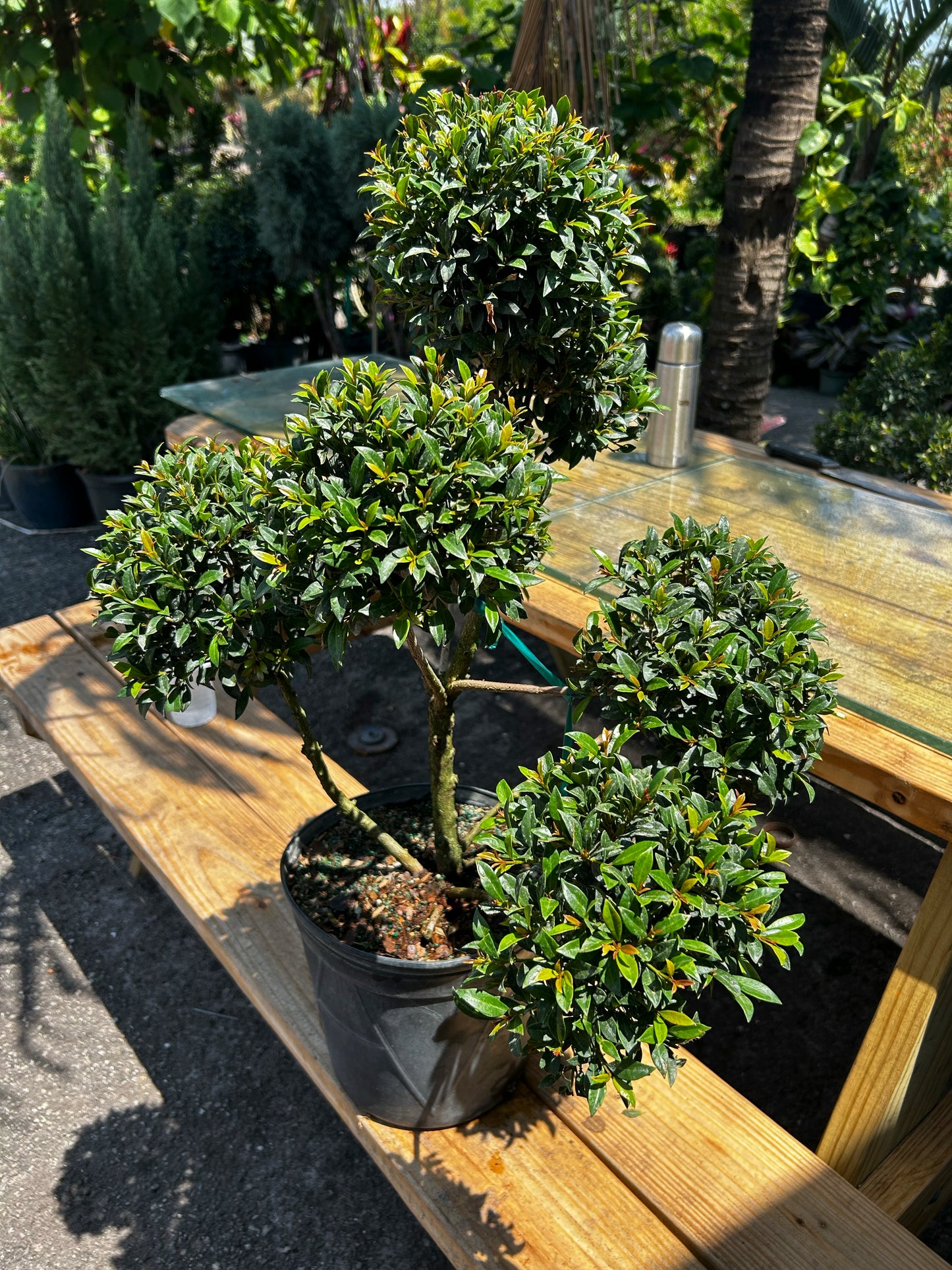 Topiary Multi-Ball