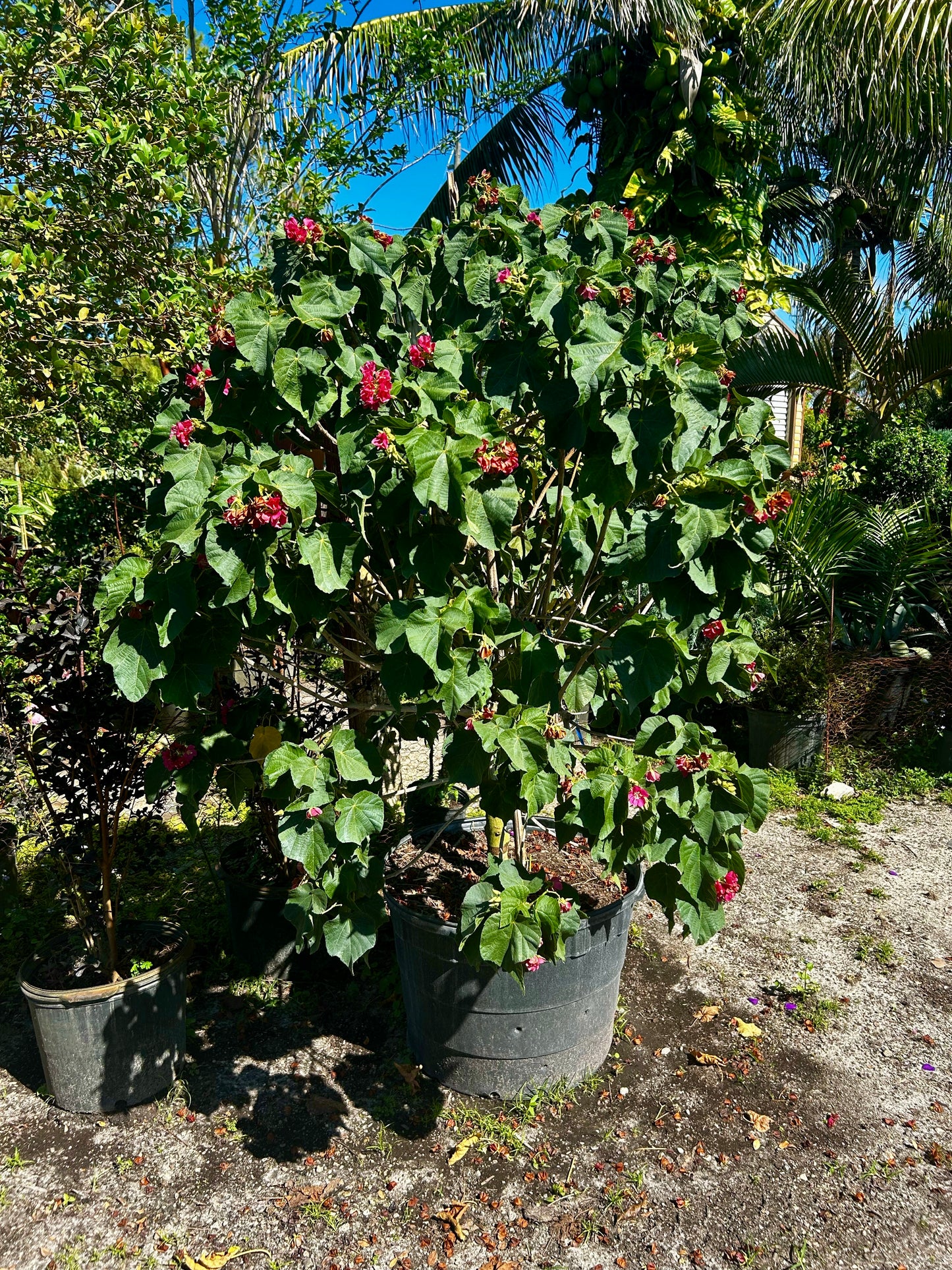 Dombeya Seminole