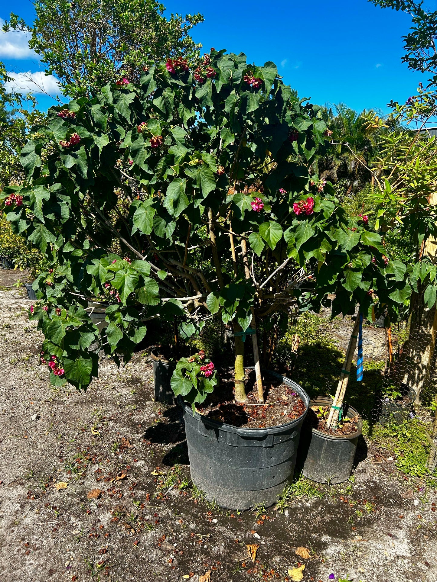 Dombeya Seminole