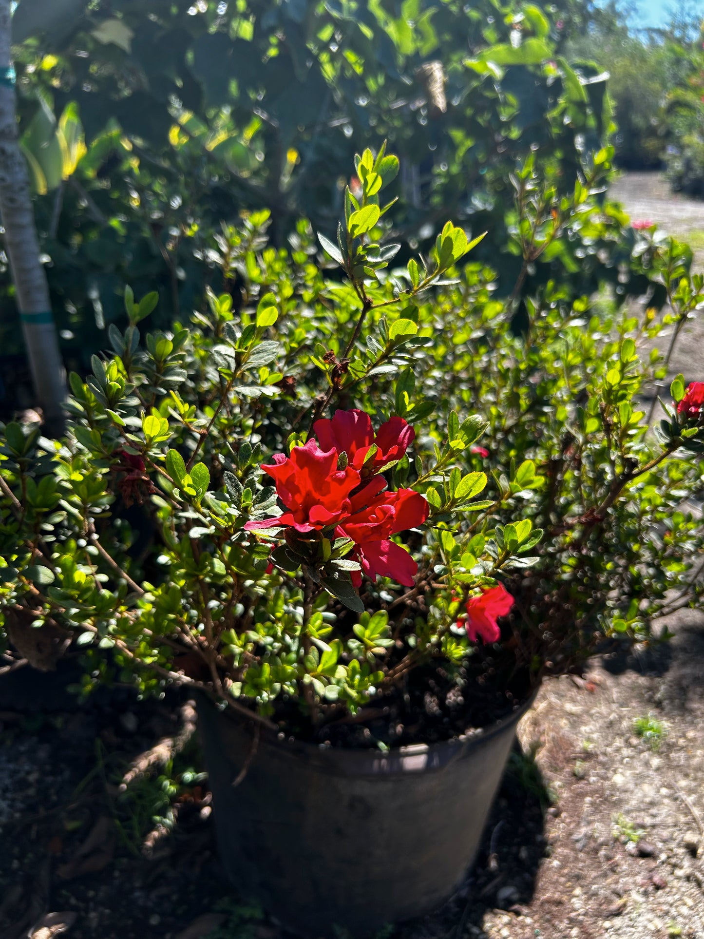 Azalea