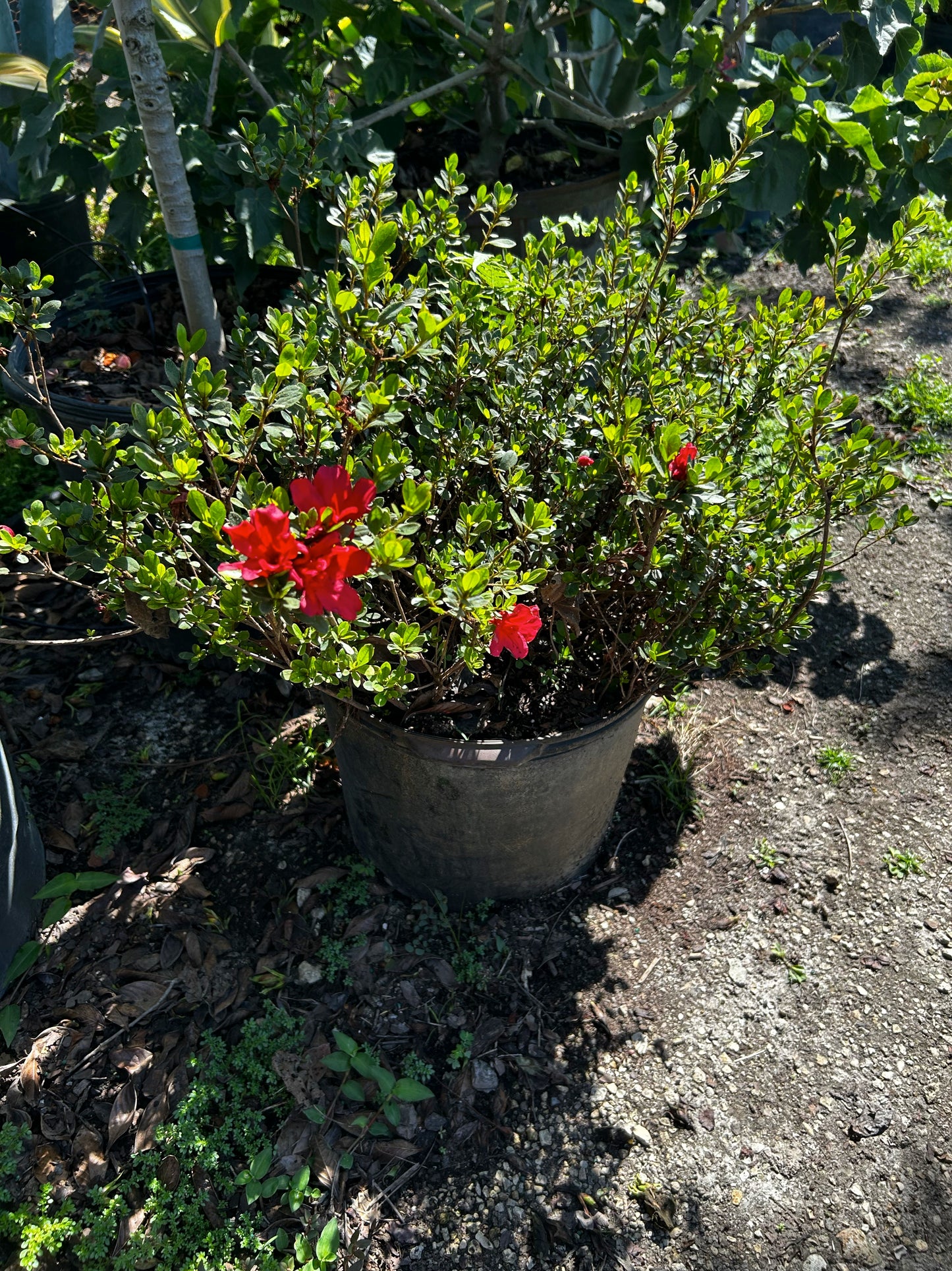 Azalea