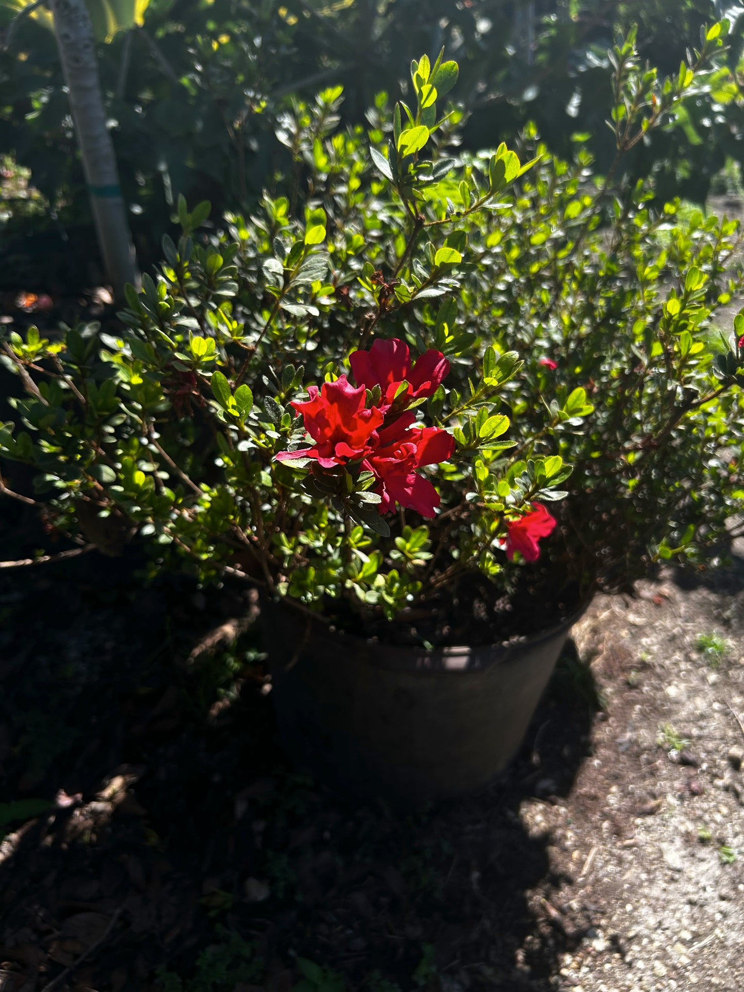 Azalea