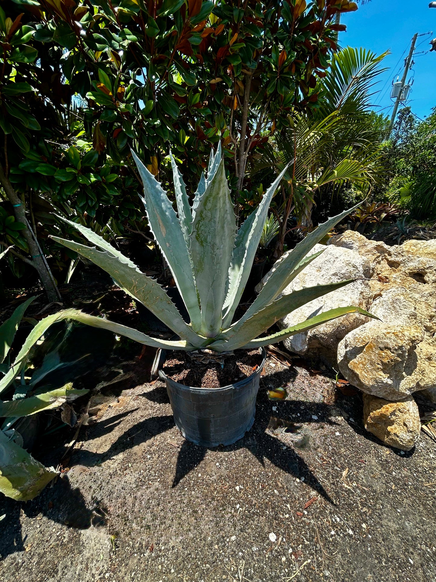 Blue Agave