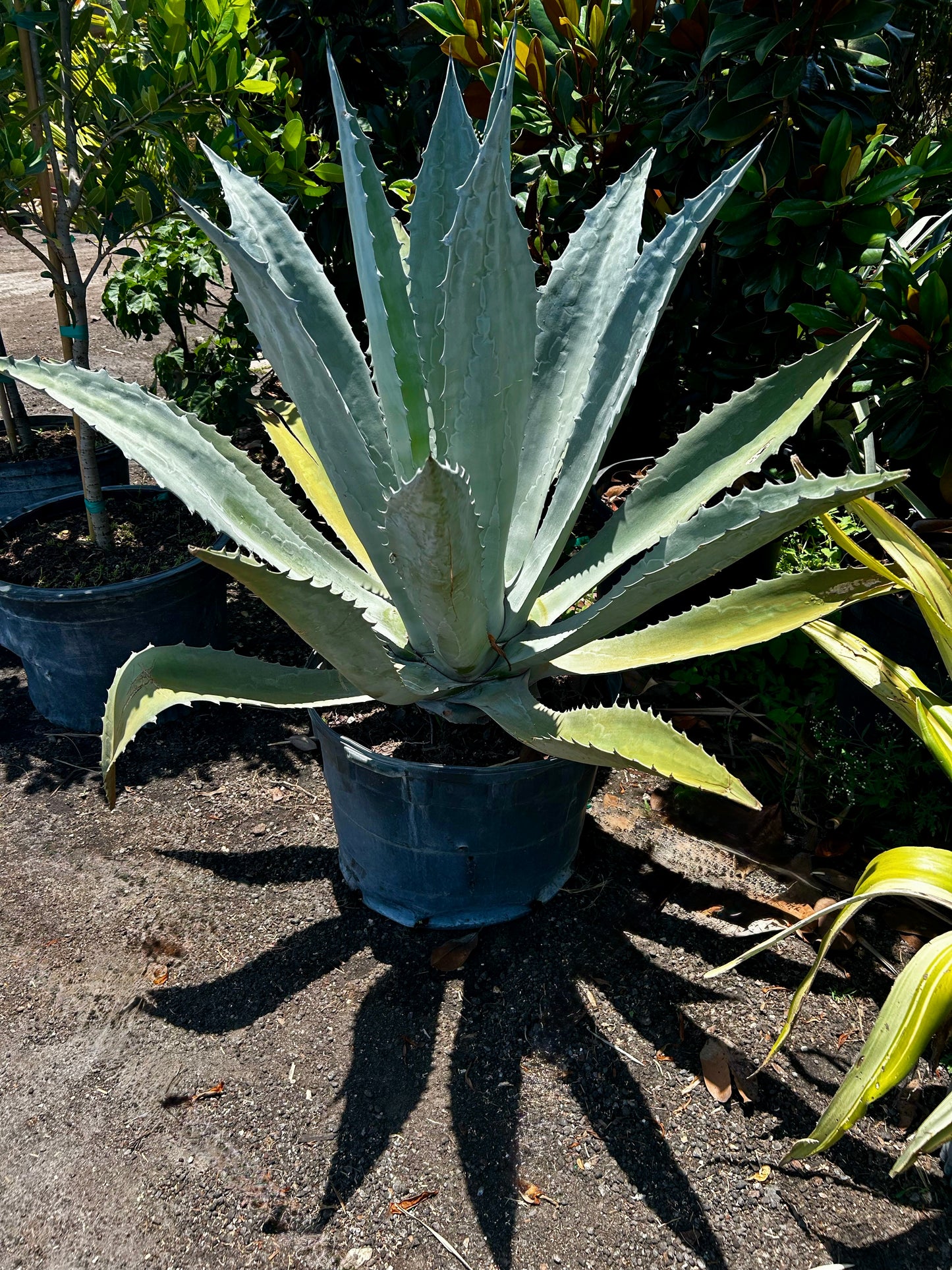Blue Agave