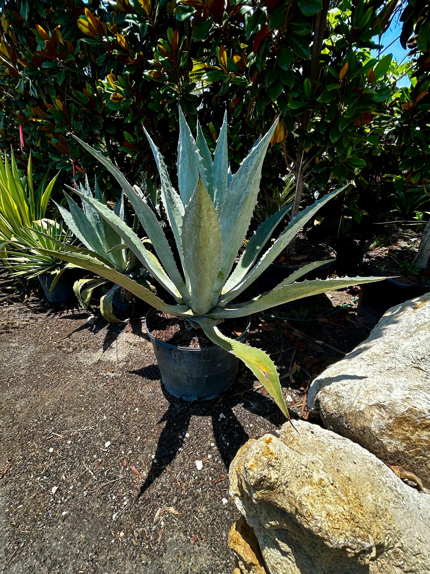 Blue Agave