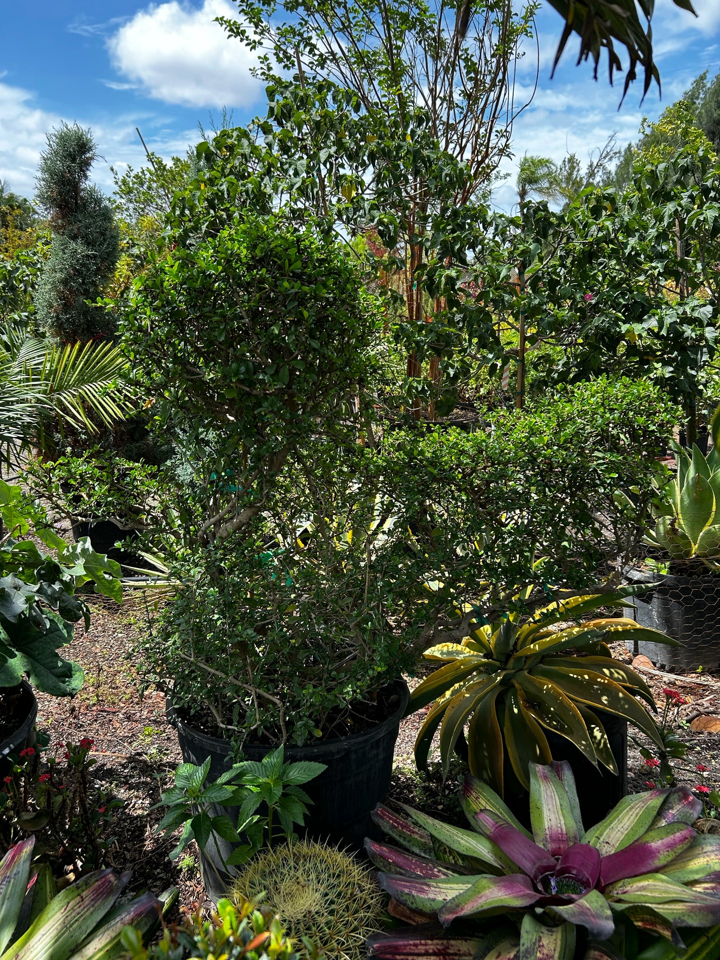 Center Topiary – Duck Shaped