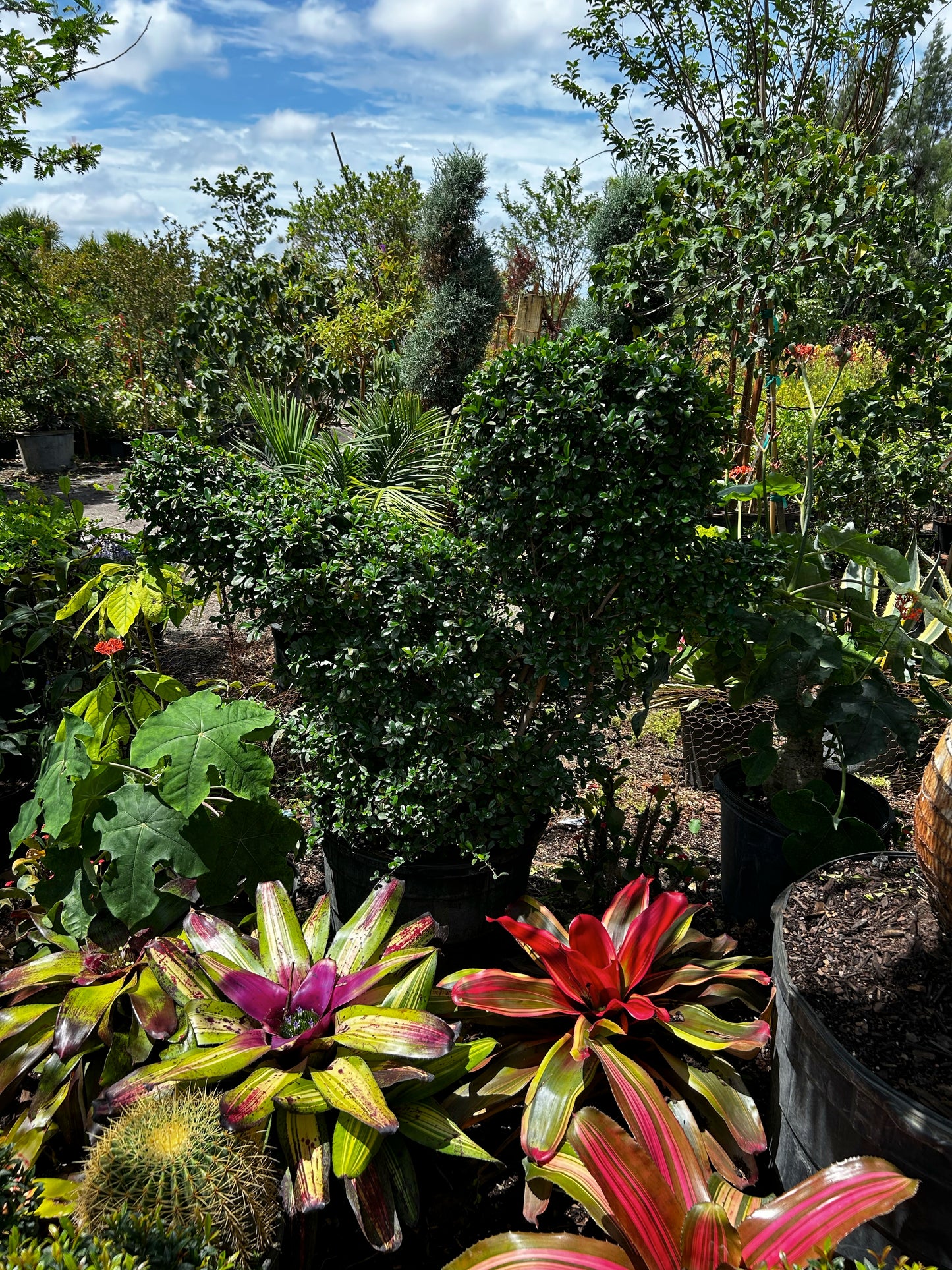 Center Topiary – Duck Shaped