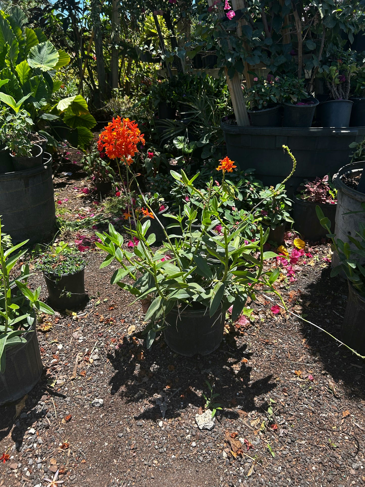 Ground Orchids