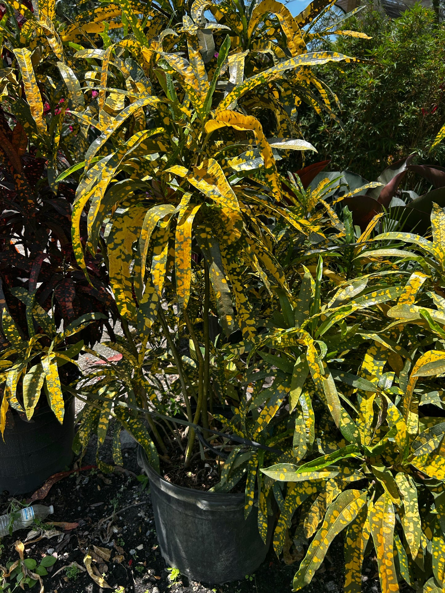 Sloppy Painter Croton