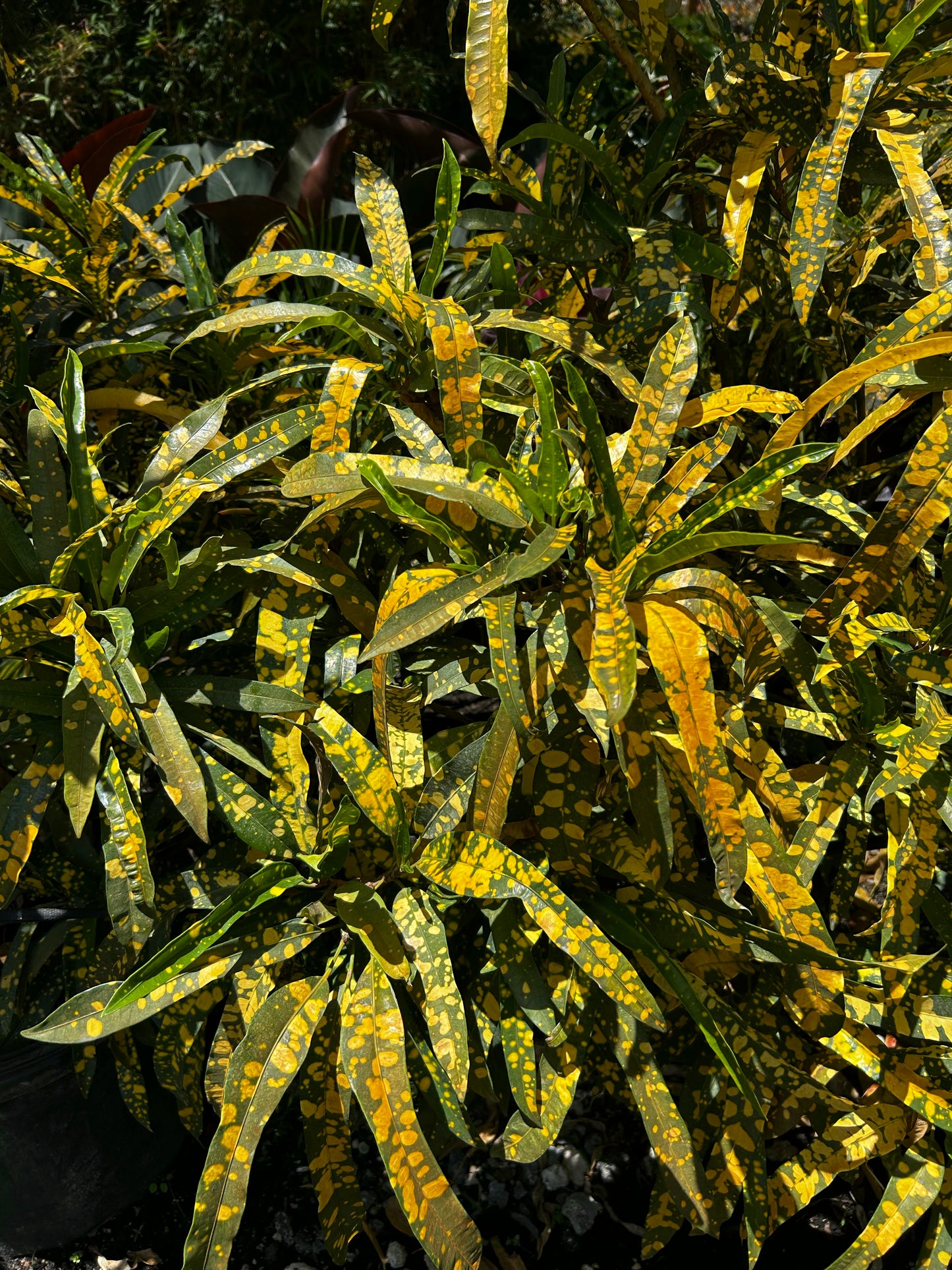 Sloppy Painter Croton