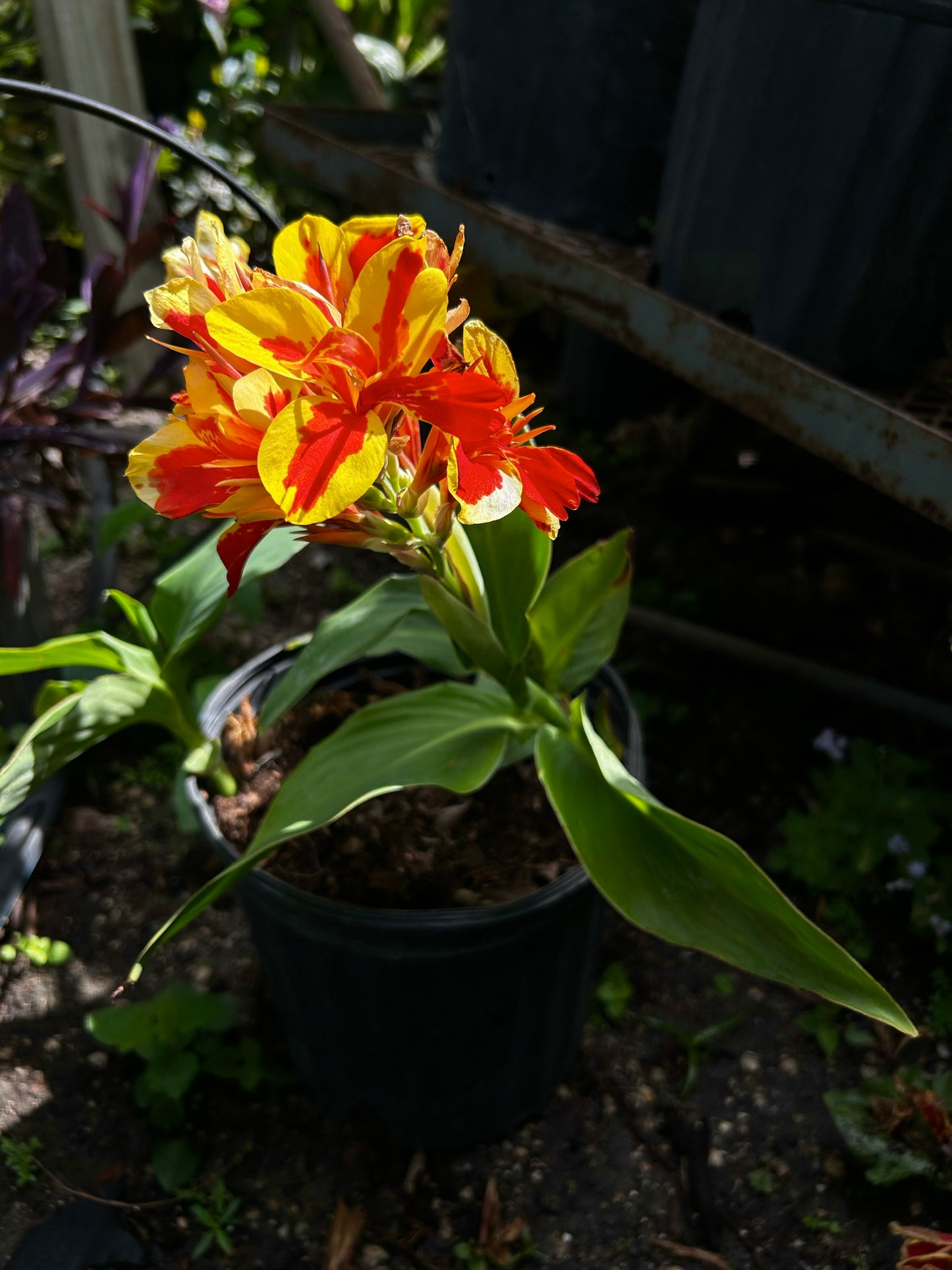 Canna 'Lucifer' Lily