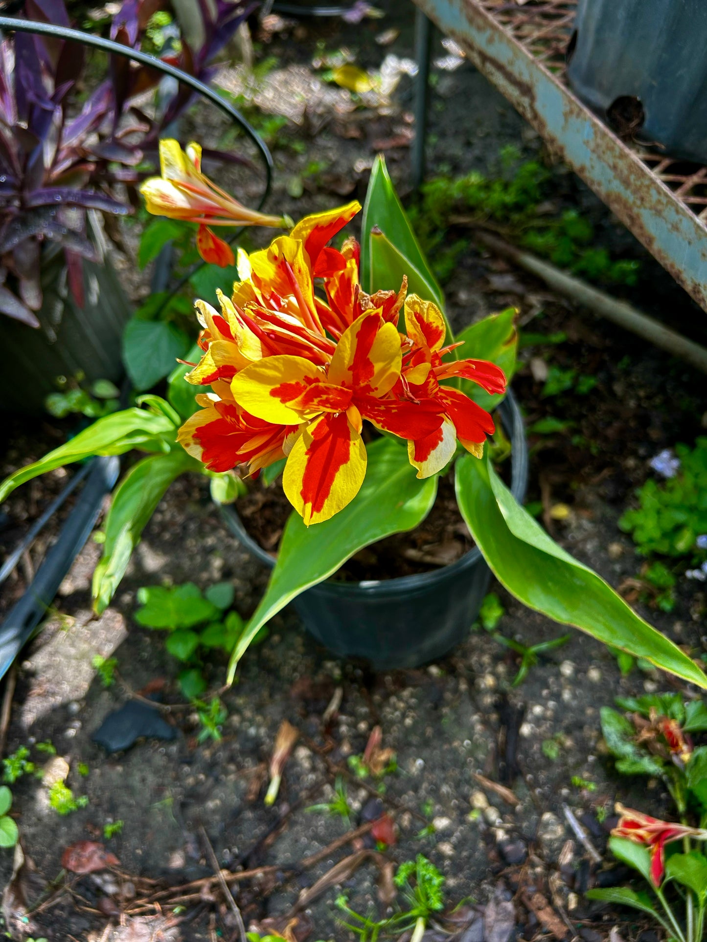 Canna 'Lucifer' Lily