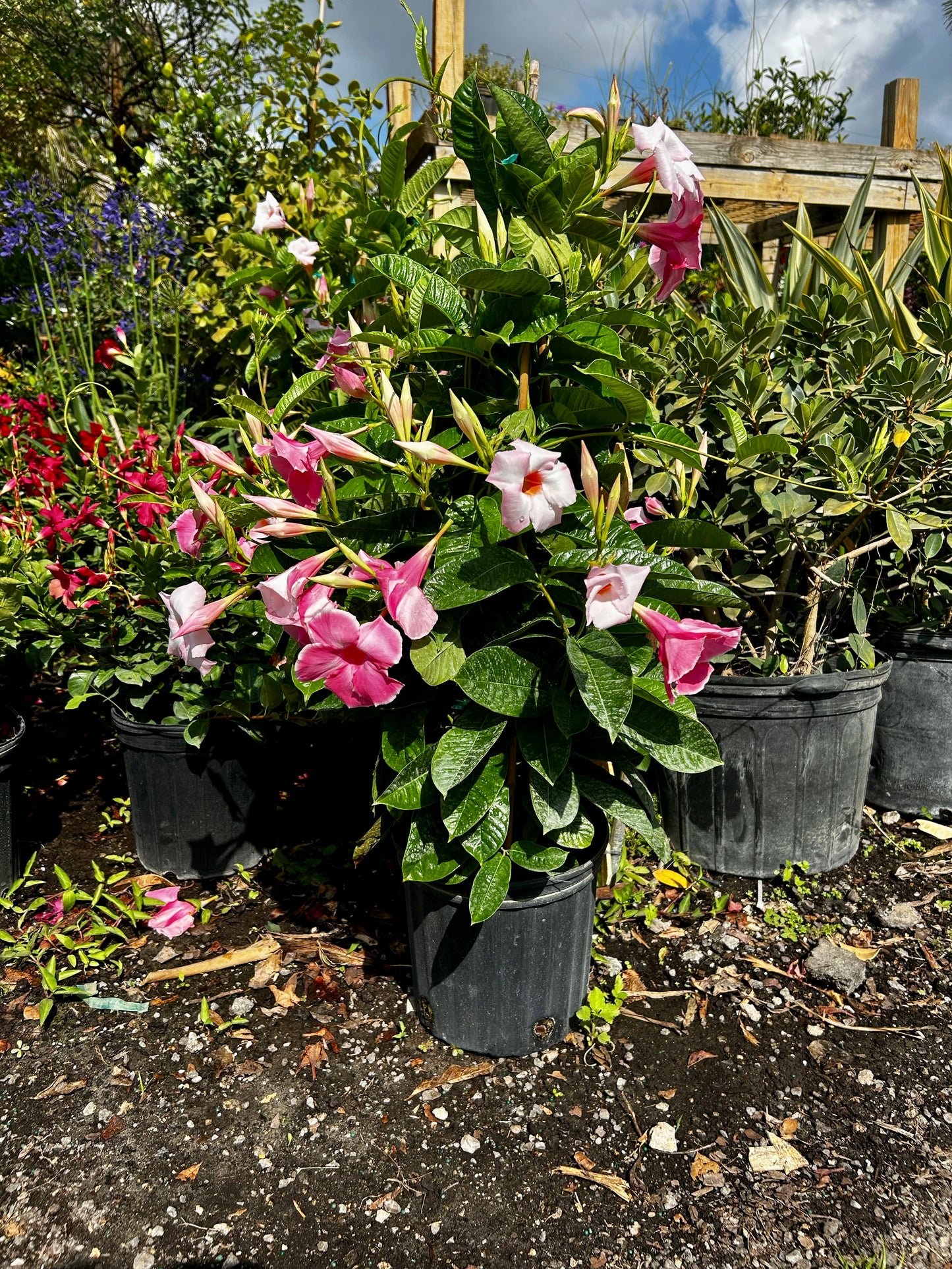 Mandevilla Vine