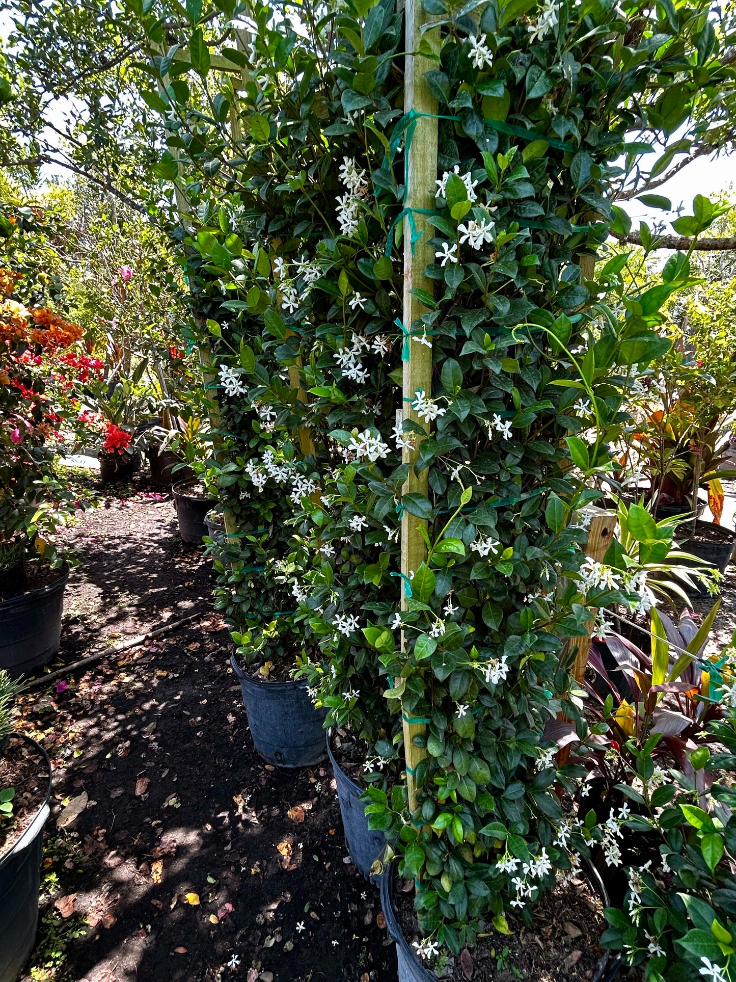 Confederate Jasmine Trellis