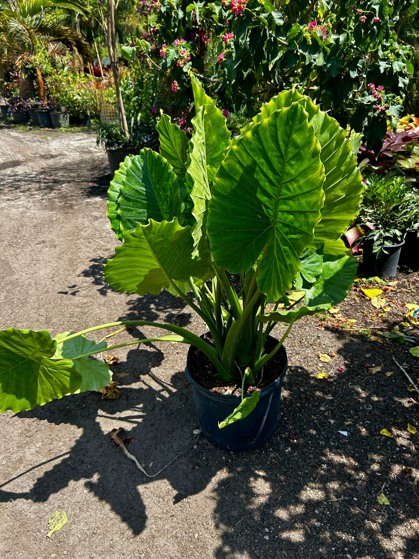 Alocasia (Elephant Ear)