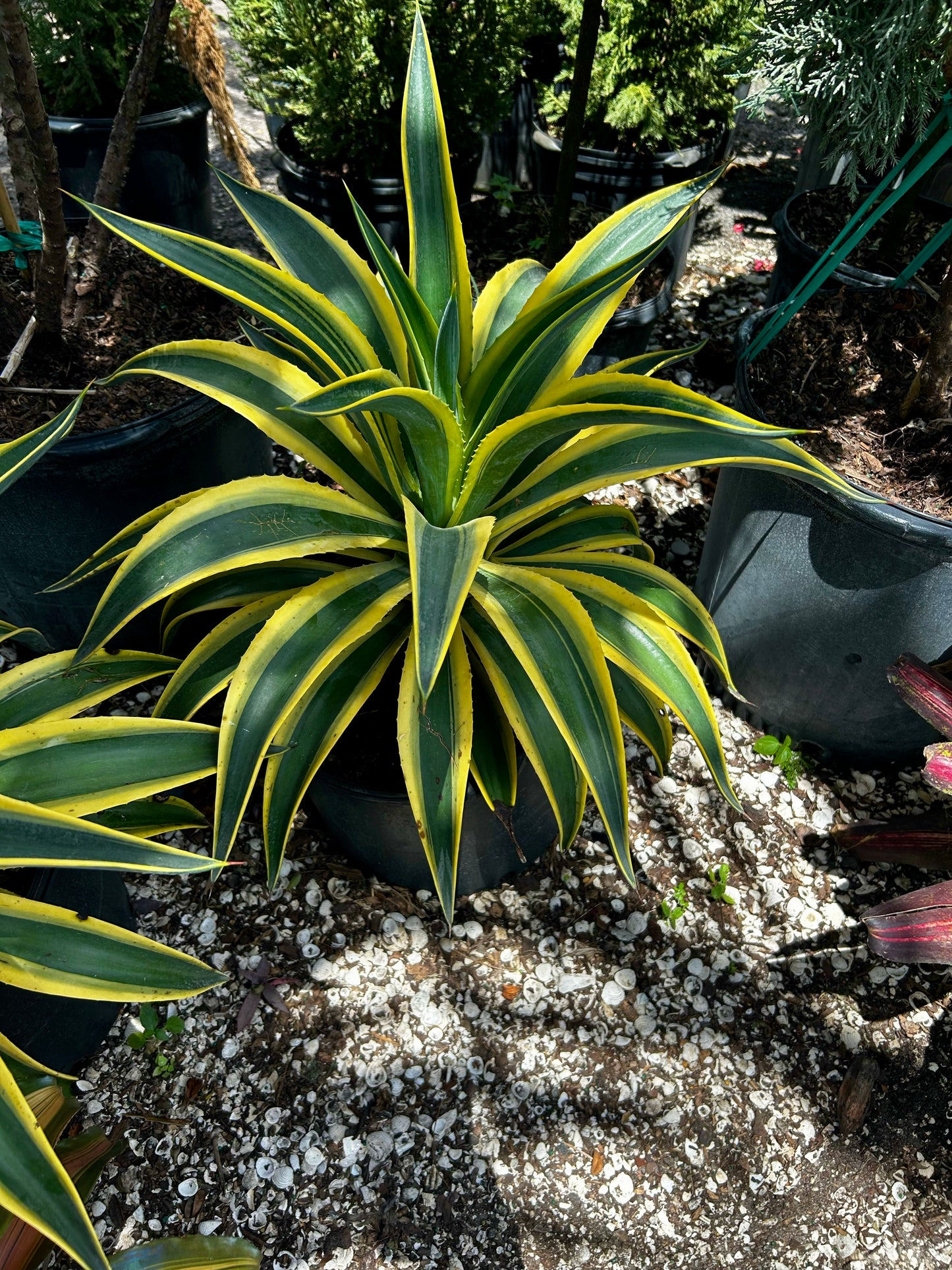 Century Plant (Agave Americana)