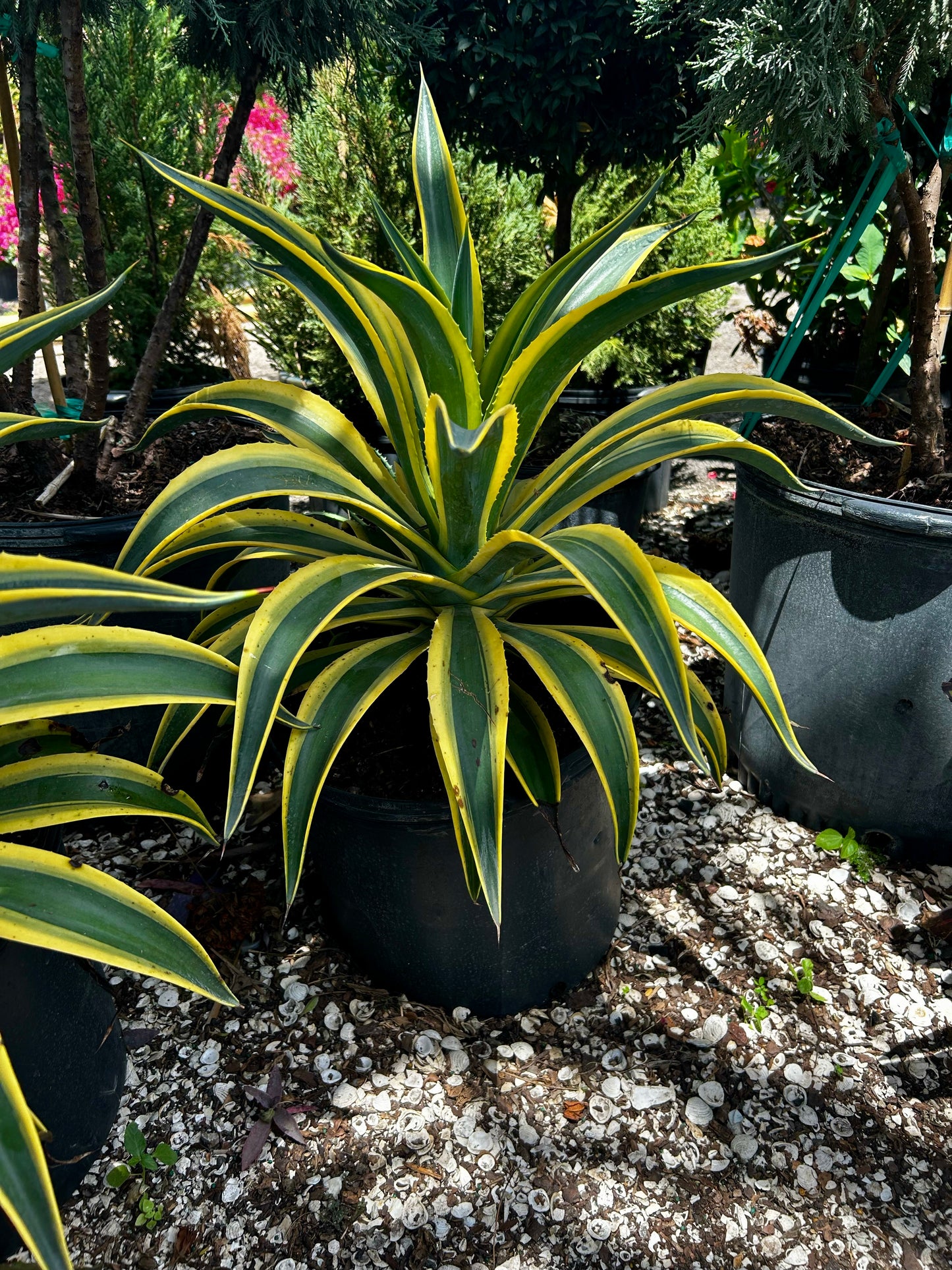 Century Plant (Agave Americana)