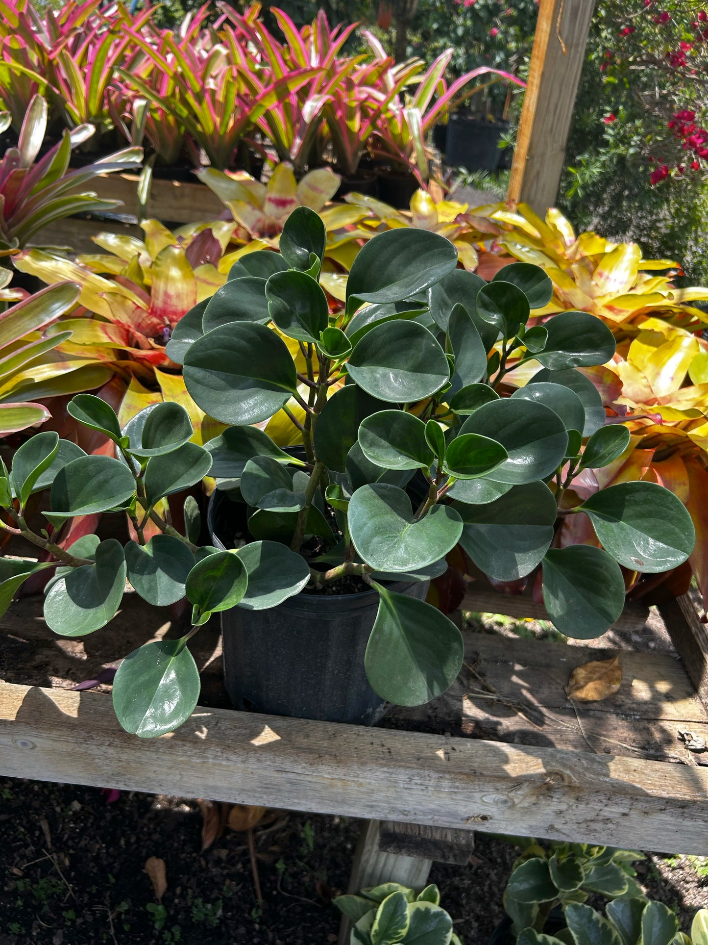 Baby Rubber Plant