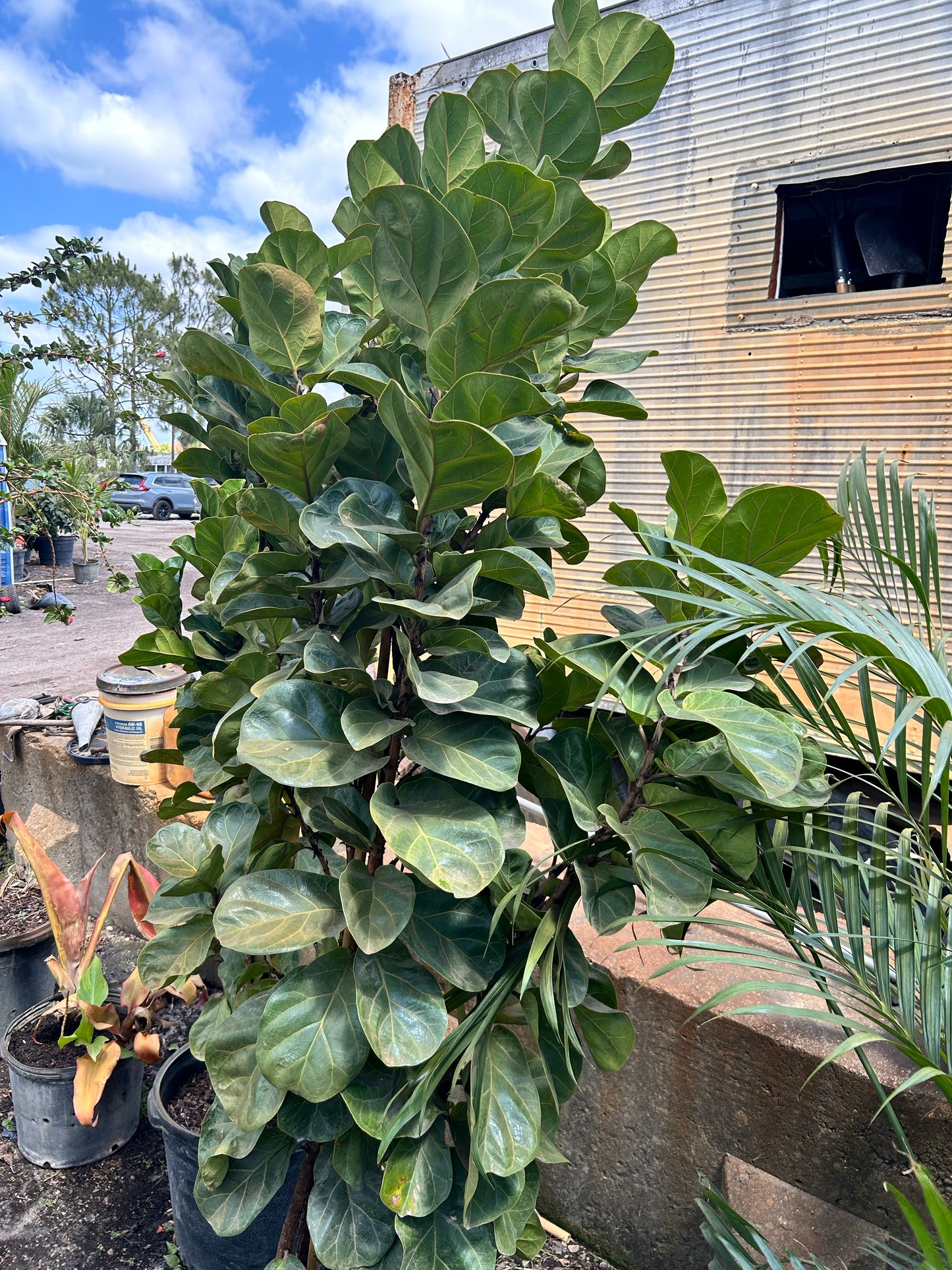 Fiddle Leaf Fig Tree
