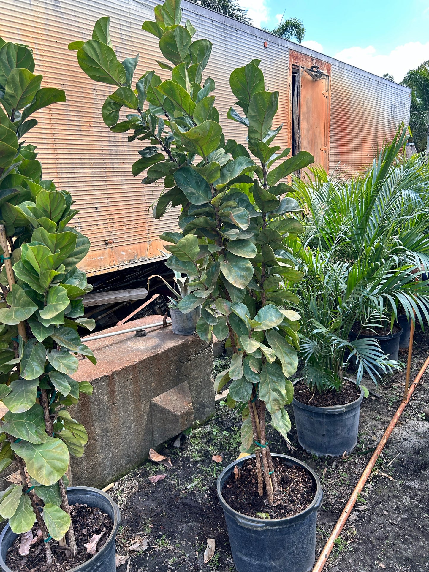 Fiddle Leaf Fig Tree