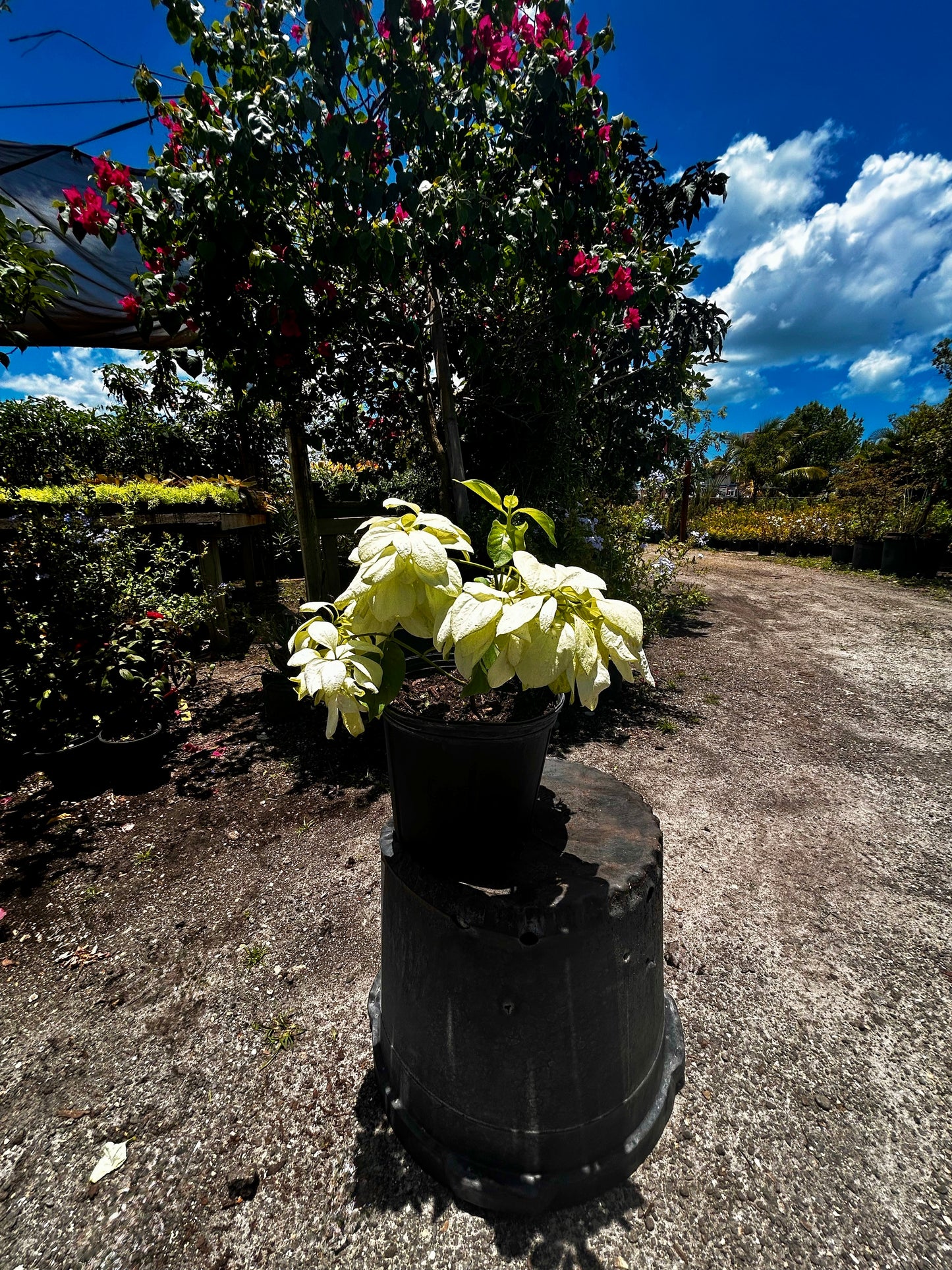 Mussaenda Philippica